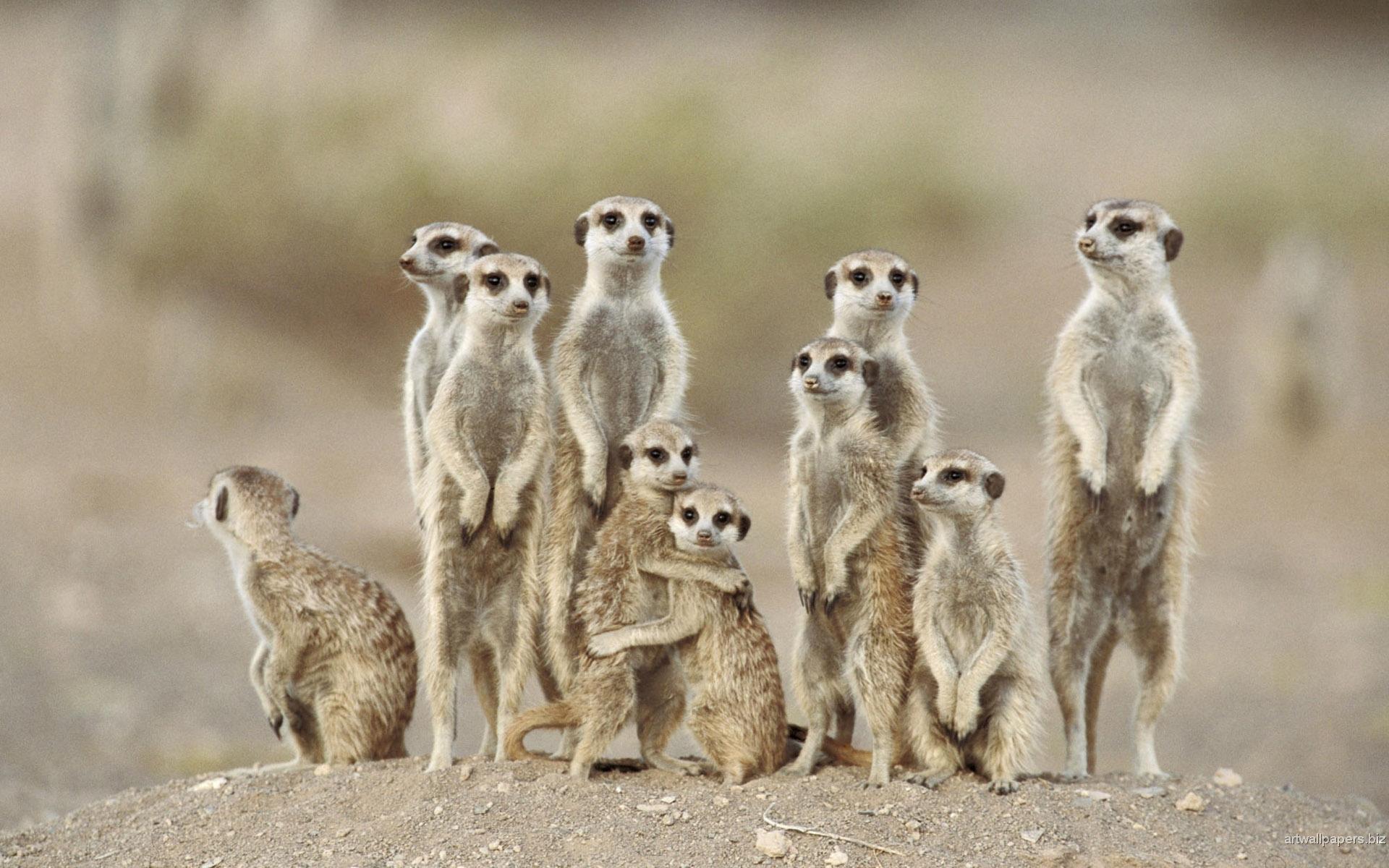 1920x1200 Animals Wallpaper, Animals HD Wallpaper, Widescreen, Desk