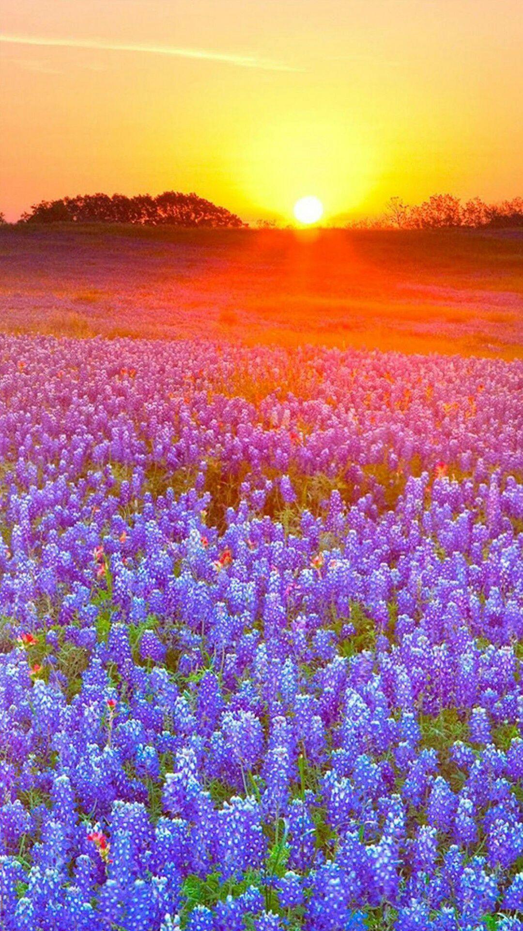 1080x1920 Field of Flowers at Sunset Mobile Wallpaper