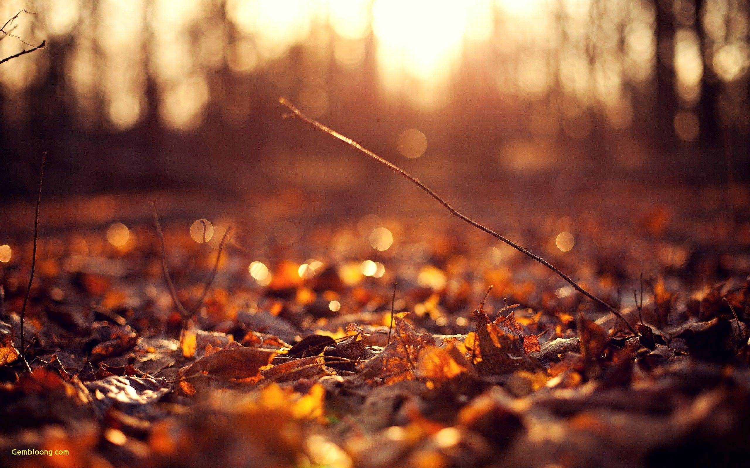 2560x1600 Fall Leaves Wallpaper Collection