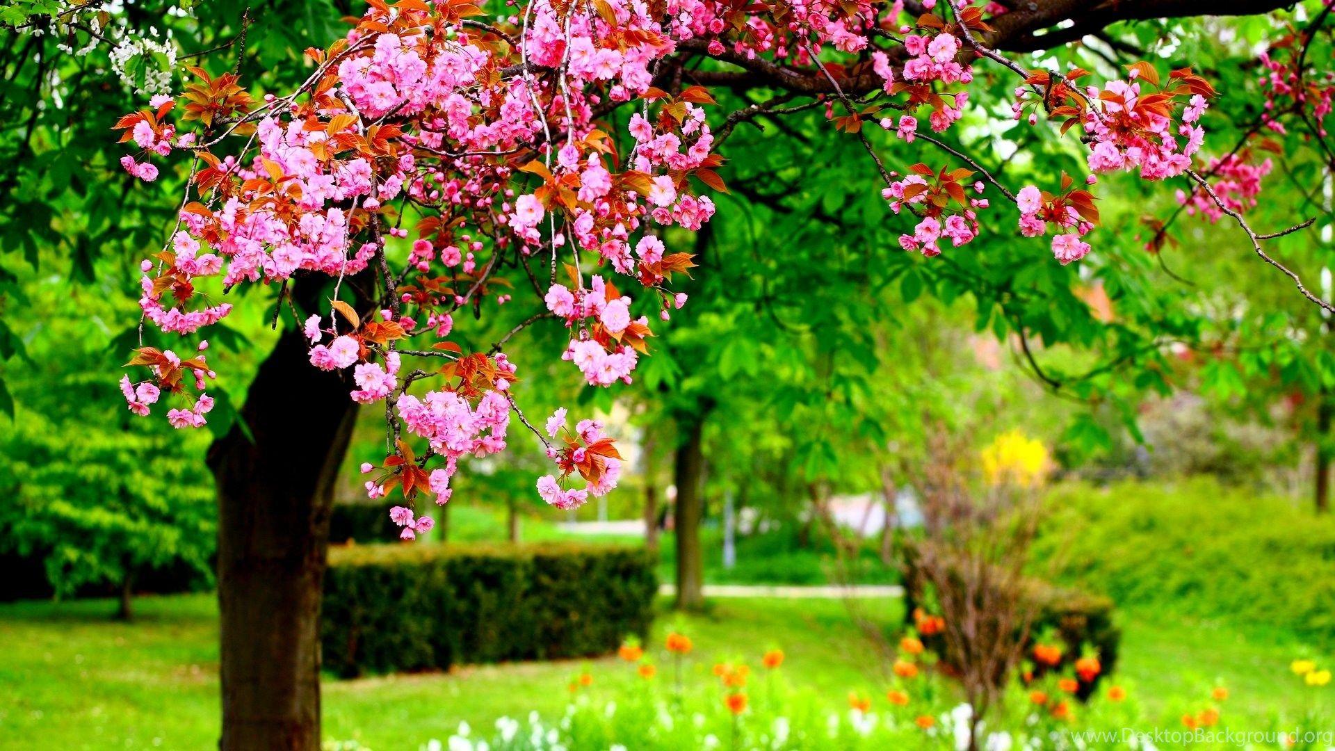 1920x1080 Spring Park Hi Res Wallpaper Dilshaddeyani.info Desktop Background