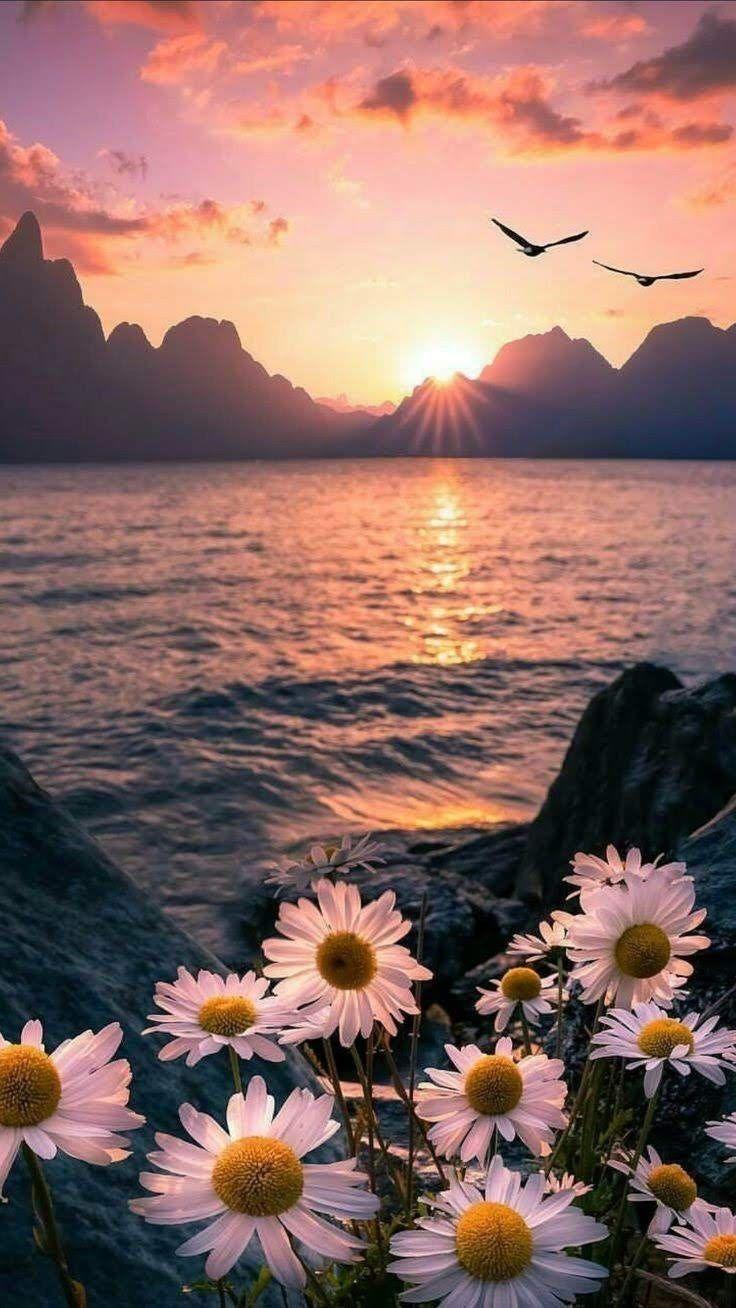 736x1308 ✧♡A Beautiful Sunset♡✧. Beautiful nature wallpaper