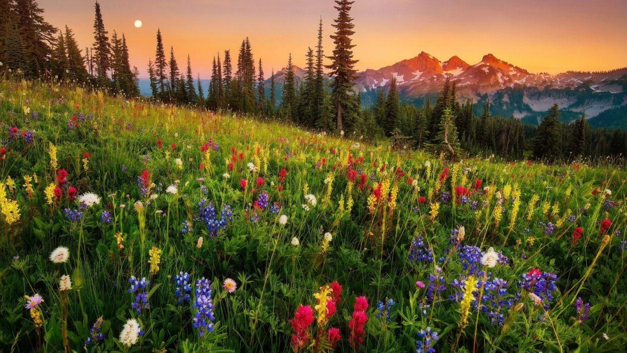 1244x700 Flower Colorful Lovely Nature Sunset Meadow Mountain Wildflowers