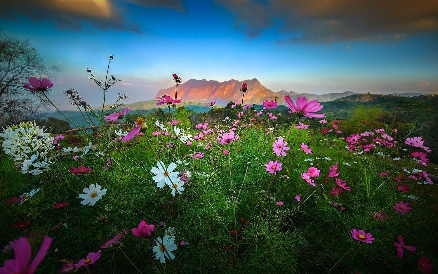 1500x938 landscape, Nature, Flowers, Mountain, Sunset, Shrubs, Clouds