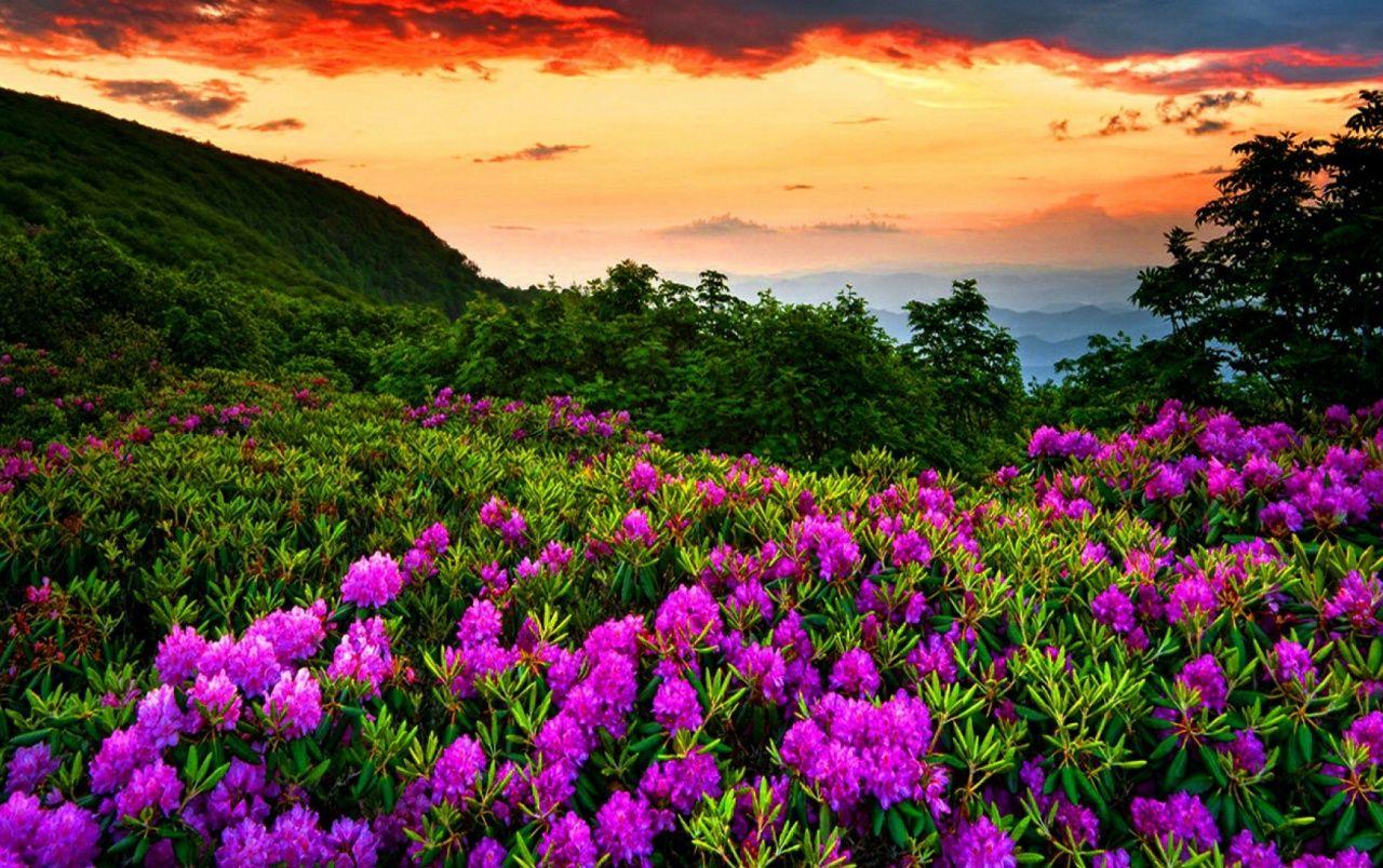 1280x804 Purple Flowers Sunset Forest wallpaper. Purple Flowers Sunset