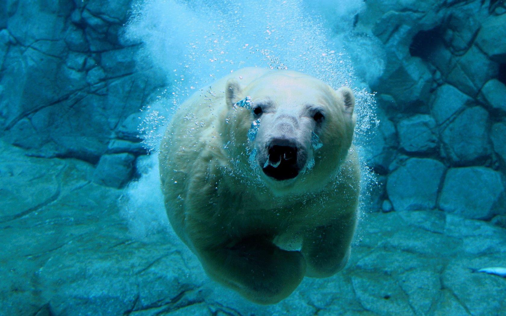 1680x1050 Free download Animal Desktop Background Download HD Wallpaper