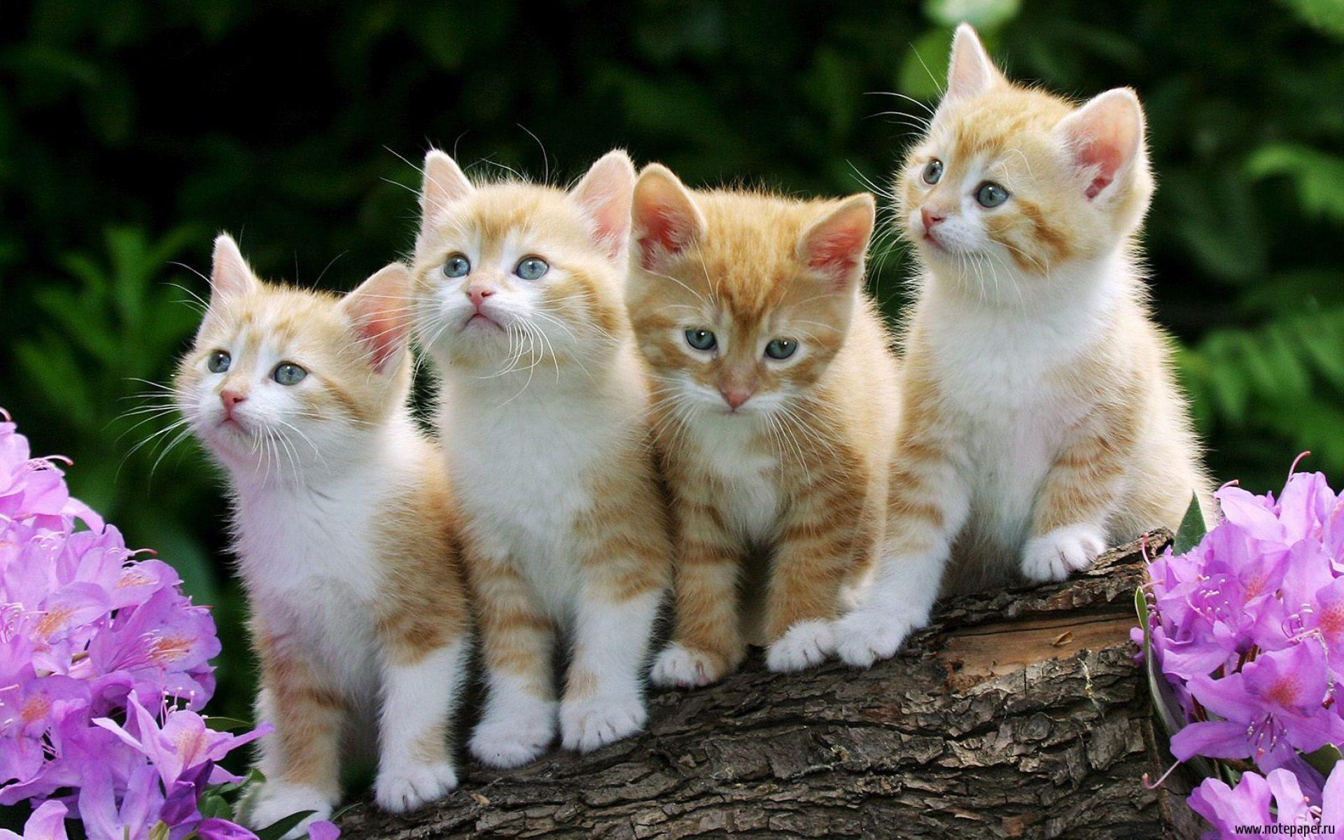 1920x1200 animals, nature, wallpaper 18 wallpaper desktop background