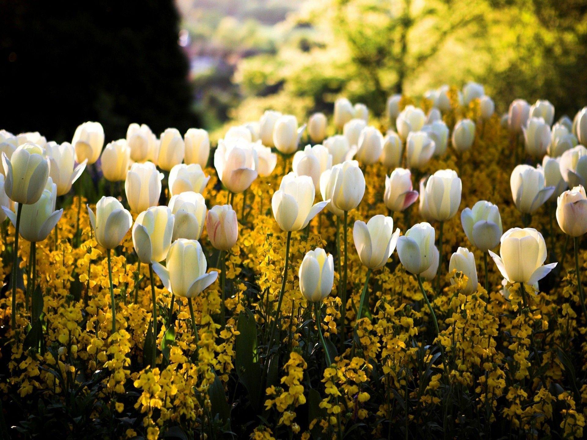 1920x1440 Spring Park White Tulip Flowers 2560x1600 :