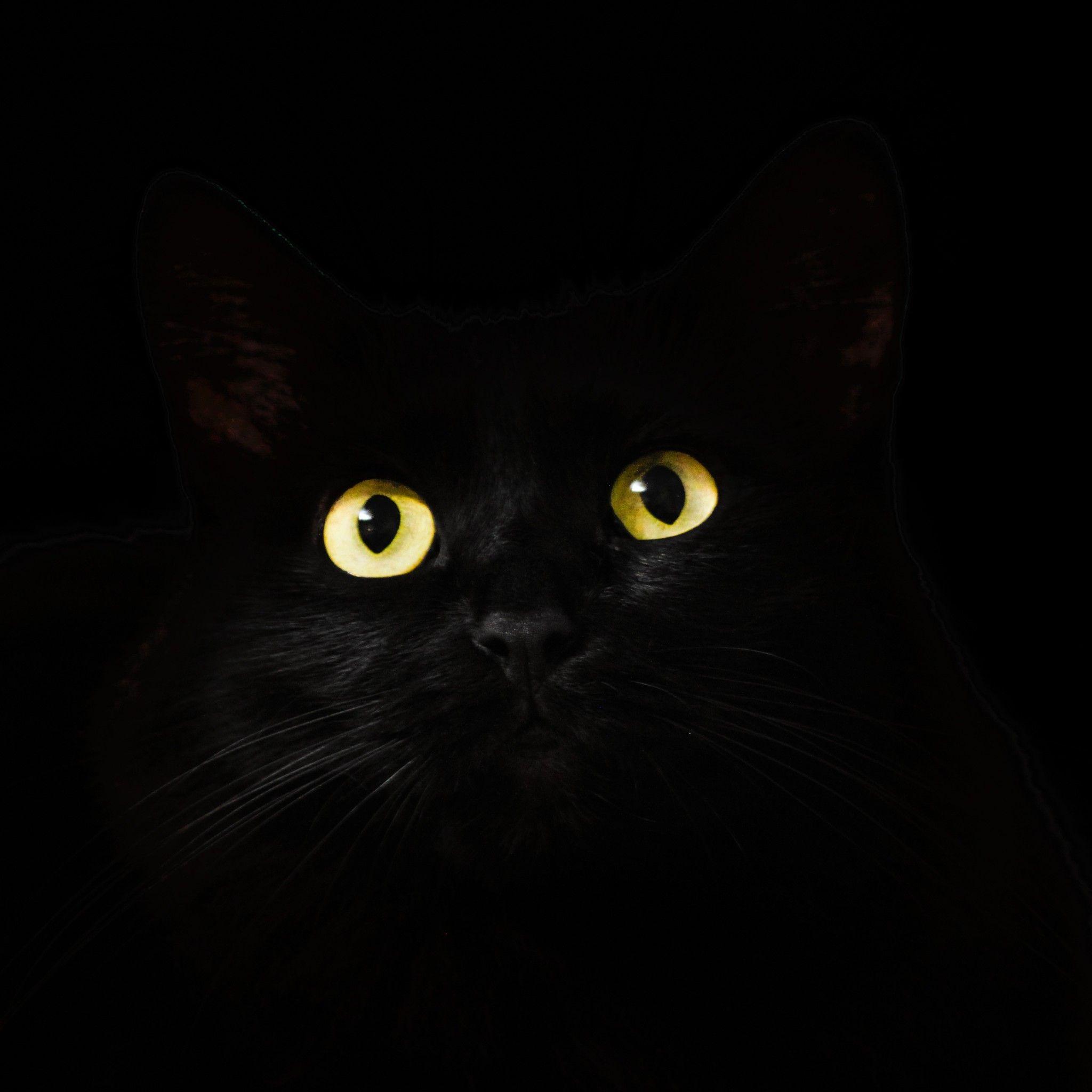 Dark Cat Wallpapers - Top Free Dark Cat Backgrounds - WallpaperAccess