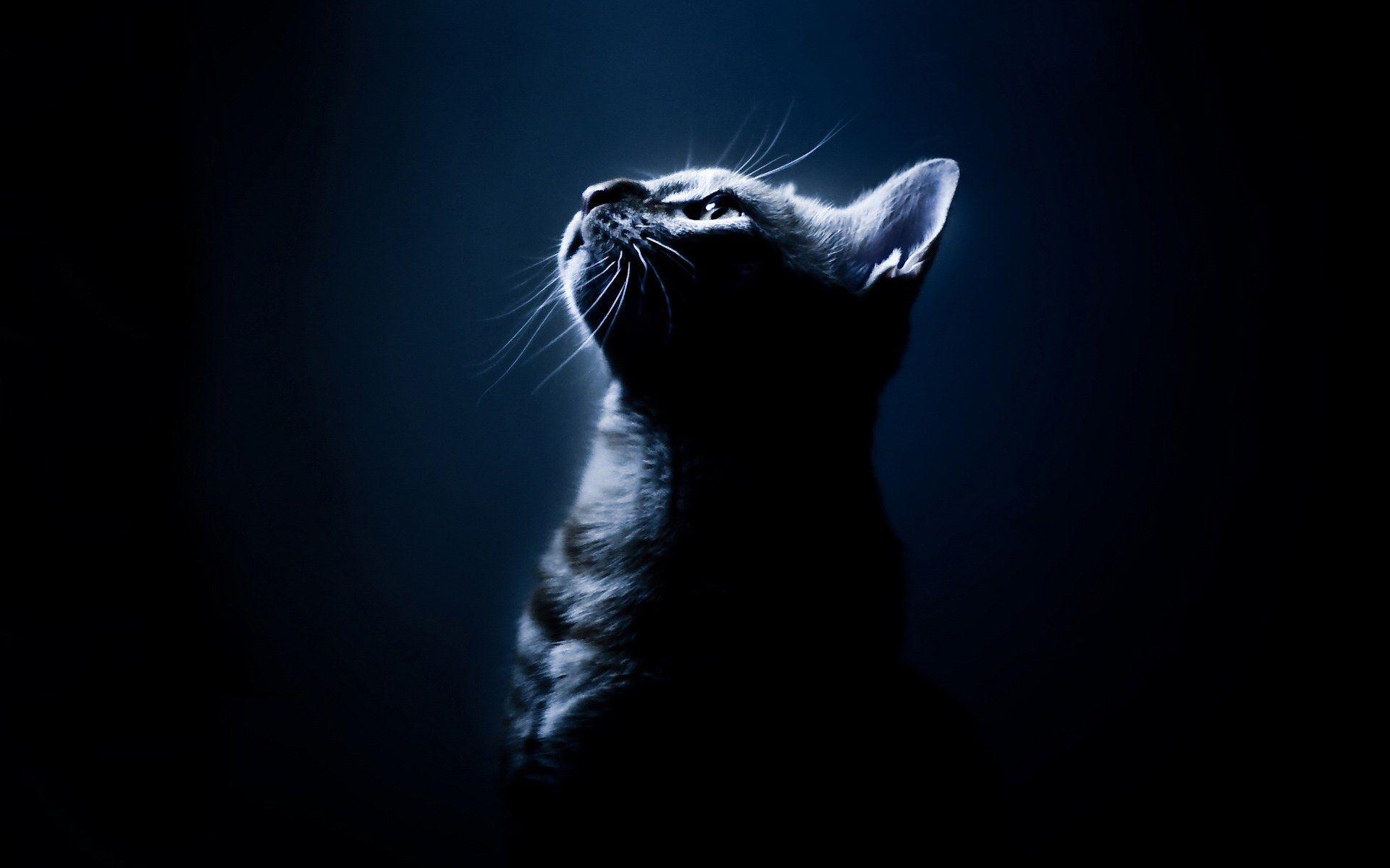 Dark Cat Wallpapers - Top Free Dark Cat Backgrounds - WallpaperAccess