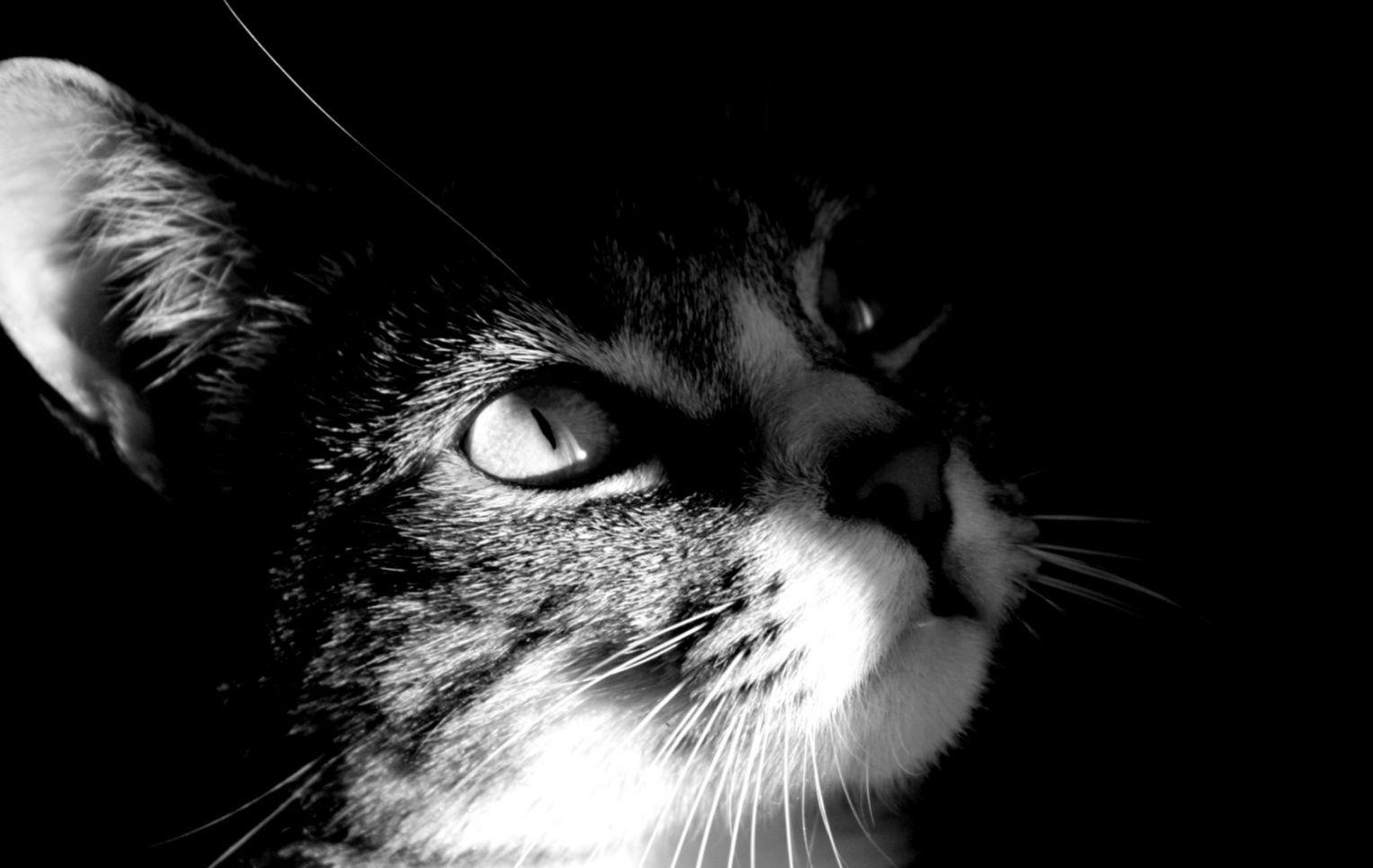 1528x966 Dark Cat. Best Wallpaper HD Collection