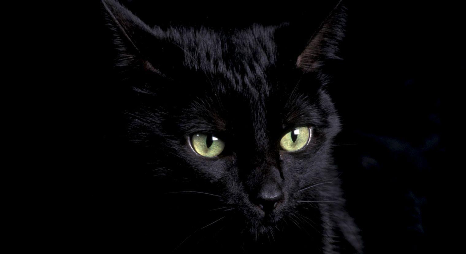1520x828 Cute Black Cat Wallpaper HD