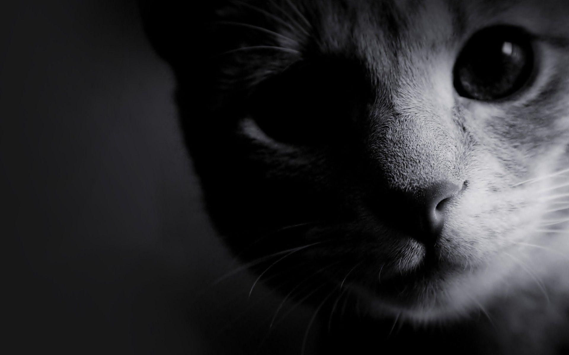1920x1200 Cat Close Up Monochrome Wallpaper. Cat Close Up Monochrome Stock