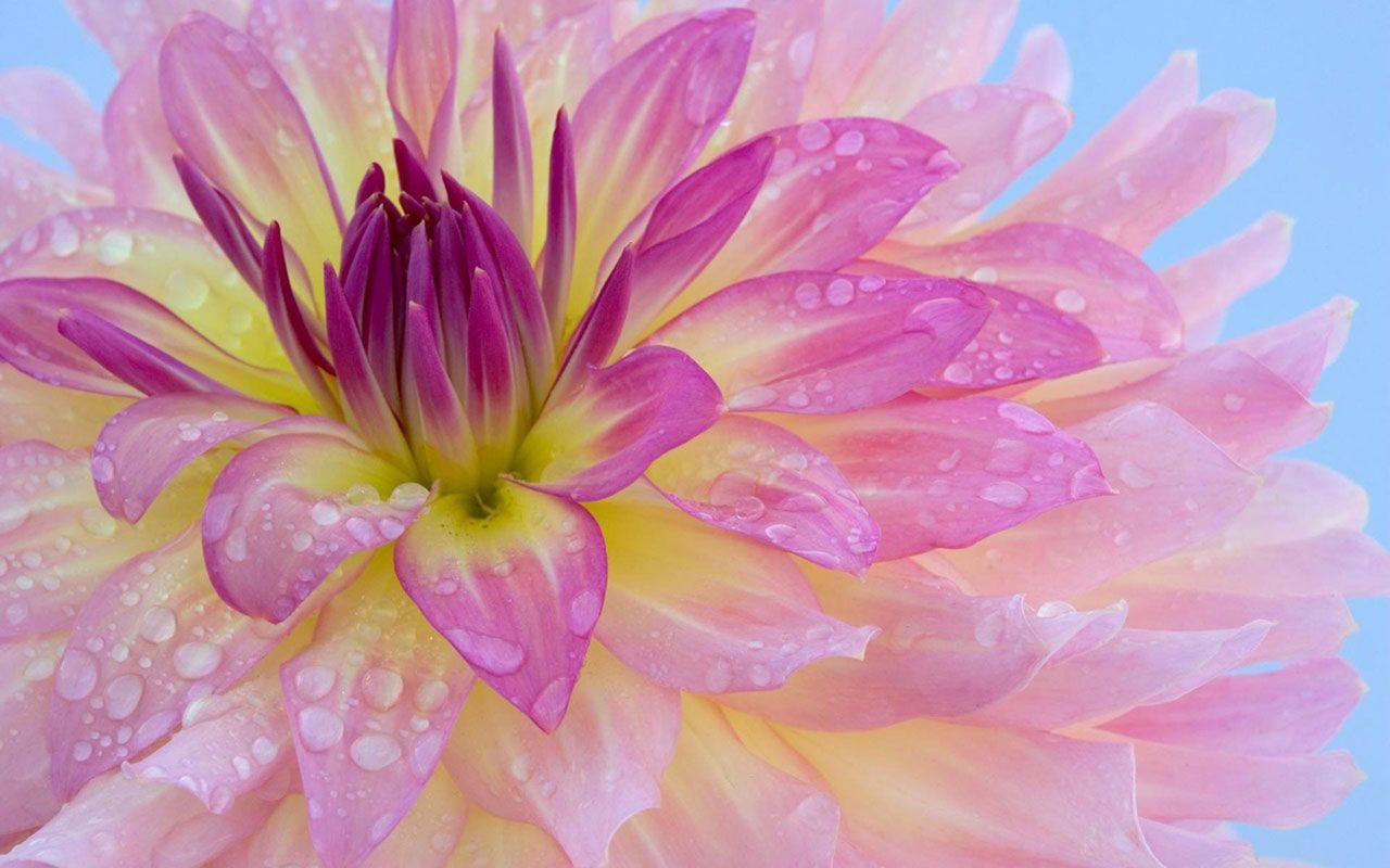 1280x800 Free download Charming feminine pink Flowers HD Wallpaper 2 Flower