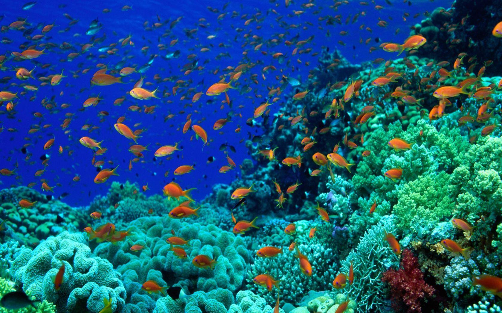 1680x1050 Underwater World PC Background ( HAO)