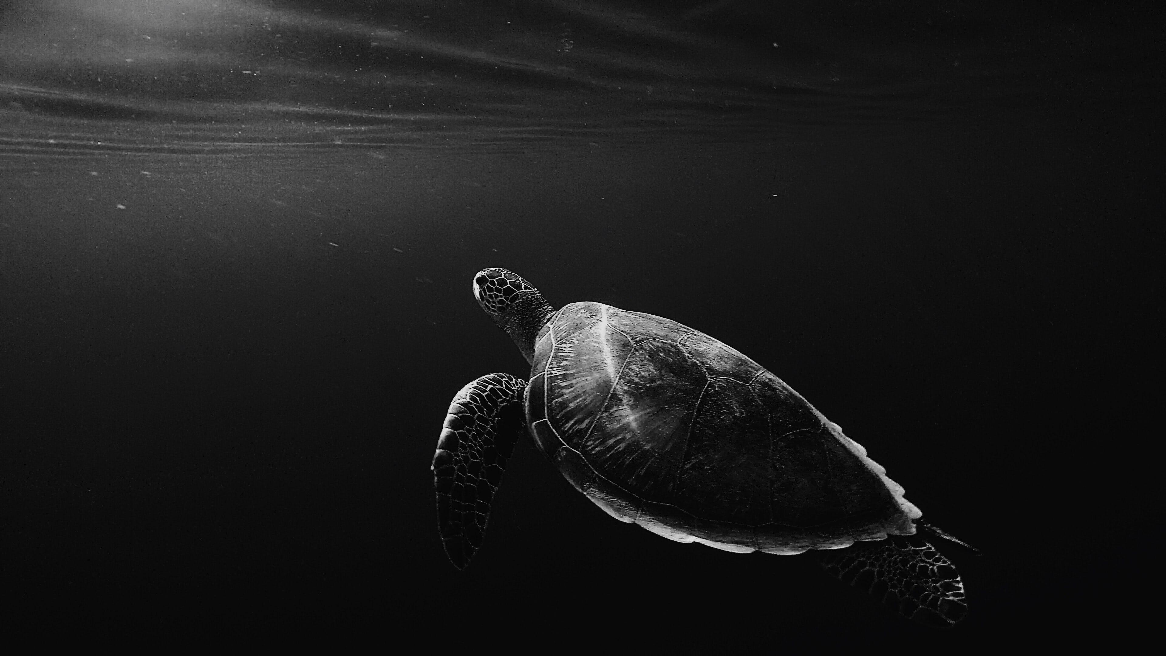 3840x2160 silhouette of sea turtle underwater photo