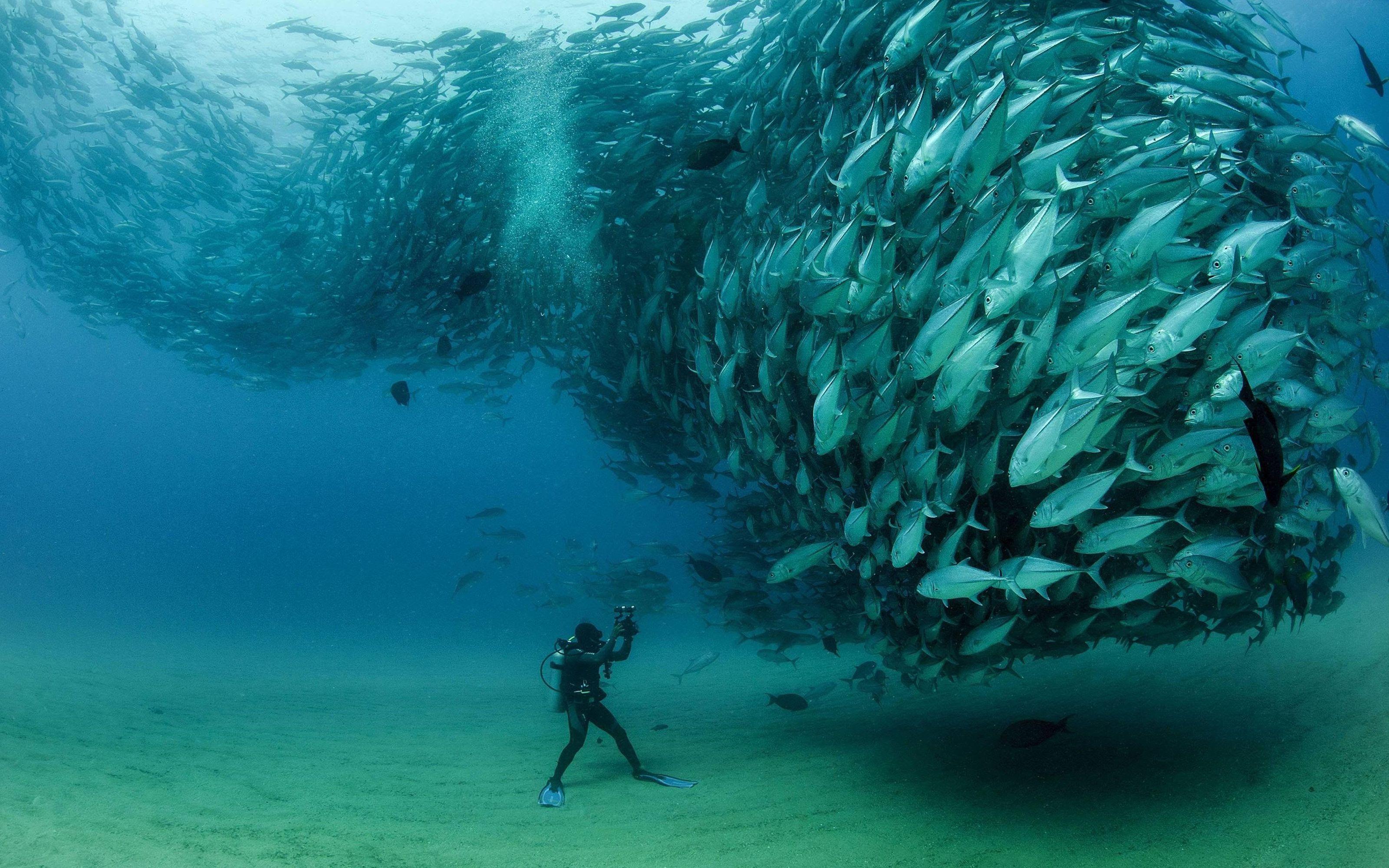 3200x2000 Underwater World, Flock Of Fish Tuna (thunnus Thynnus) Desktop