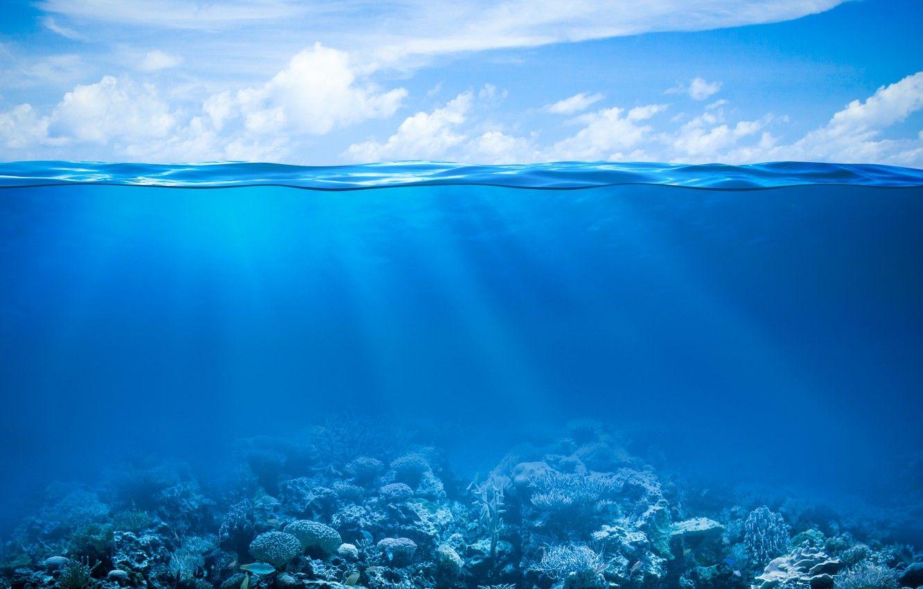 1332x850 Wallpaper sea, the ocean, underwater world, underwater, ocean, fishes, tropical, reef, coral, coral reef image for desktop, section природа