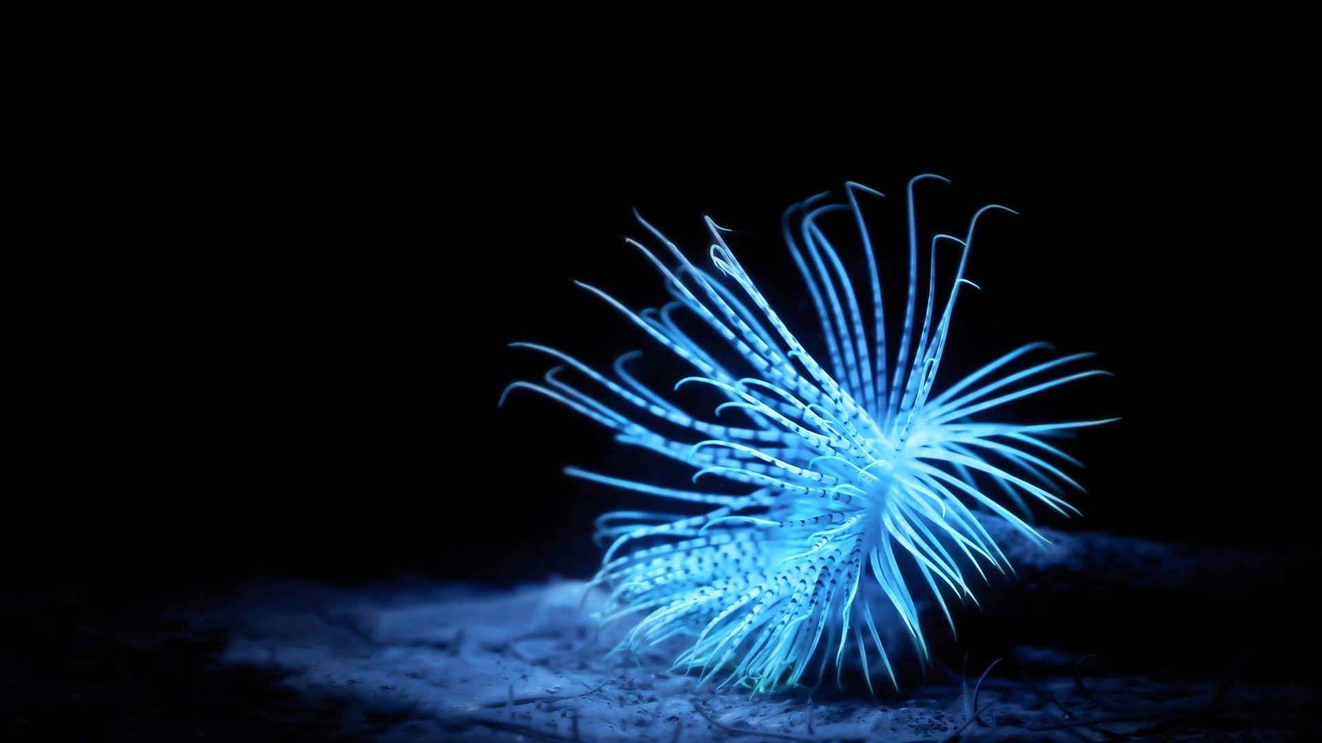 Dark Underwater Wallpapers Top Free Dark Underwater Backgrounds