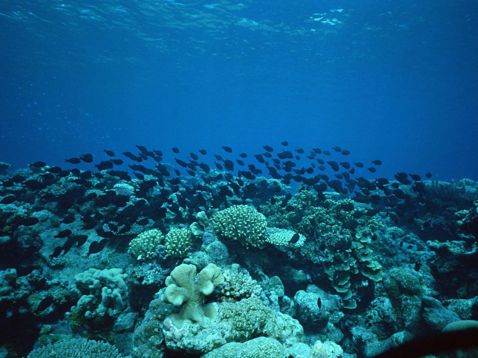 1600x1200 Deep Blue Underwater World Wallpaper Wallpaper