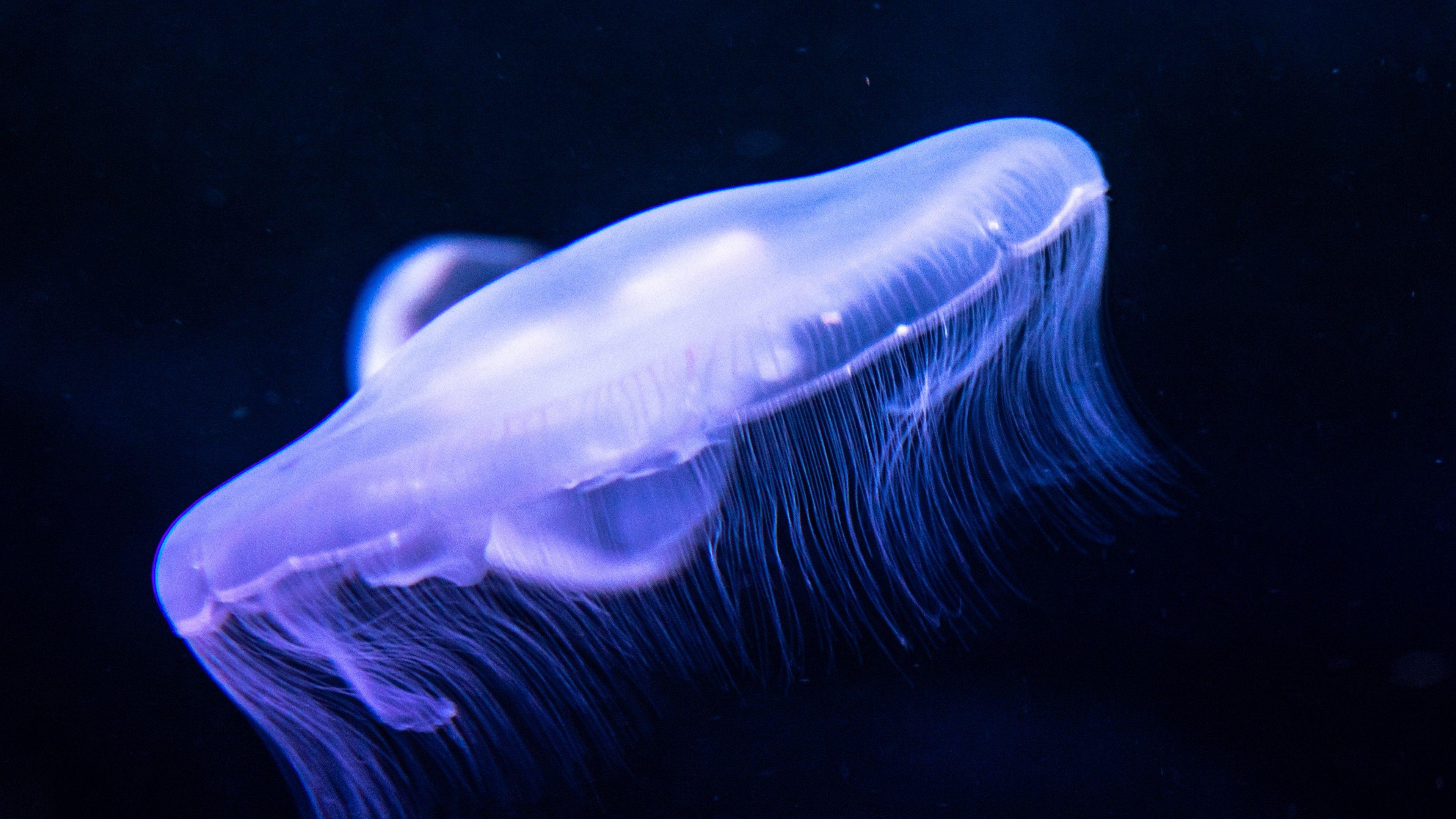 3840x2160 Download 3840x2160 Jellyfish, Underwater, Dark, Aquarium