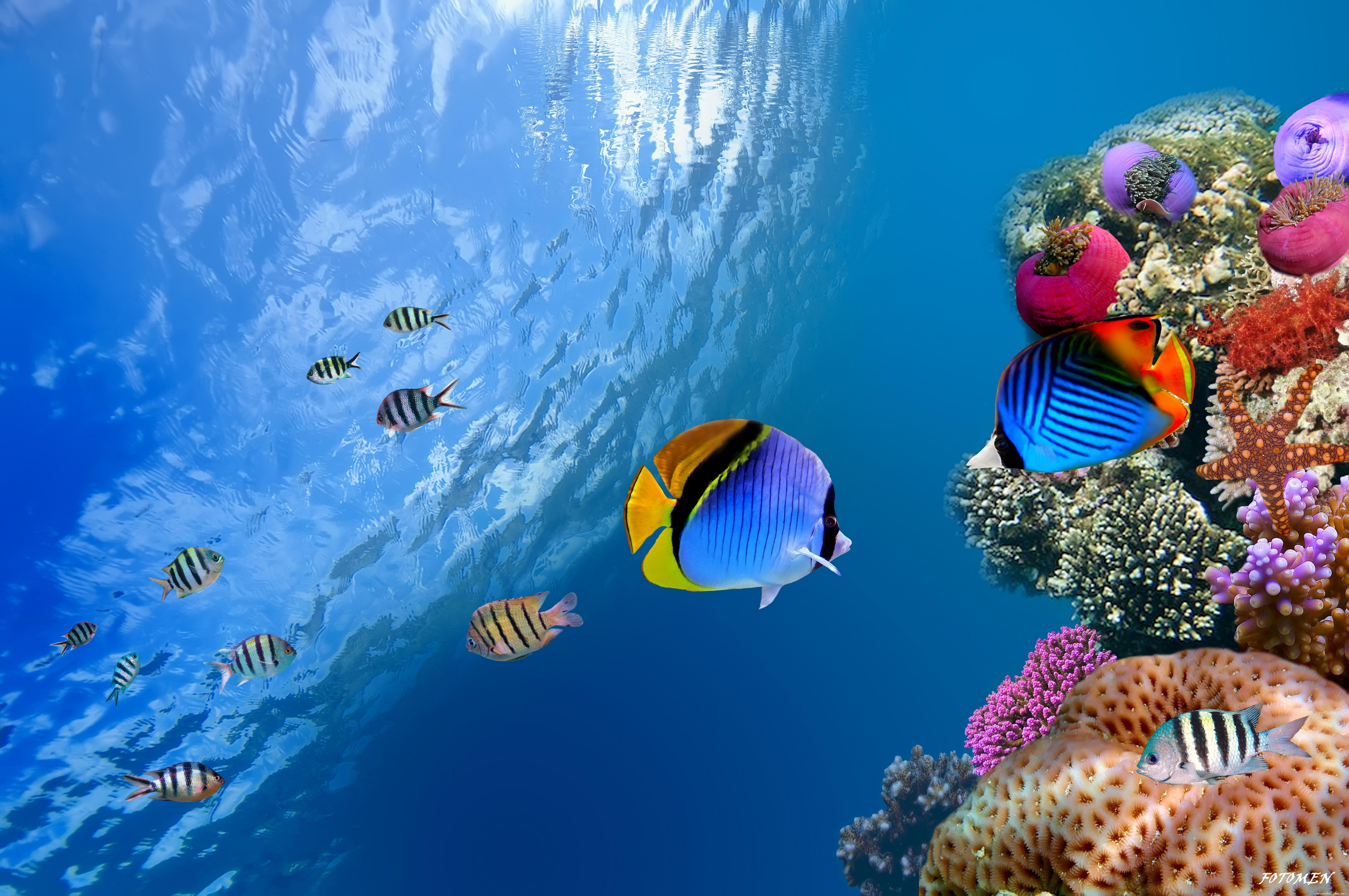 8576x5696 Beautiful Underwater World # 8576x5696. All For Desktop