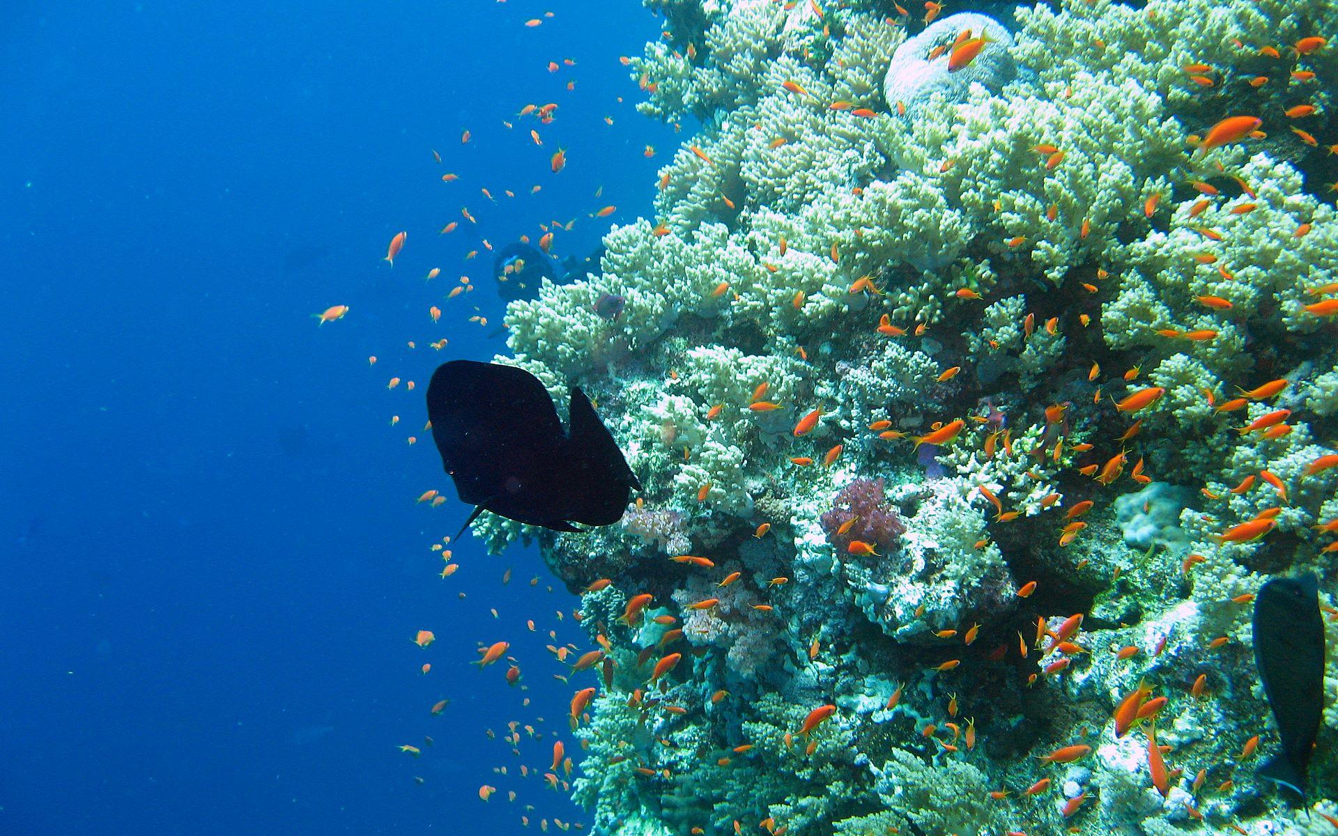 1920x1200 Wallpaper, aquarium, resolution, high, underwater, world, photo