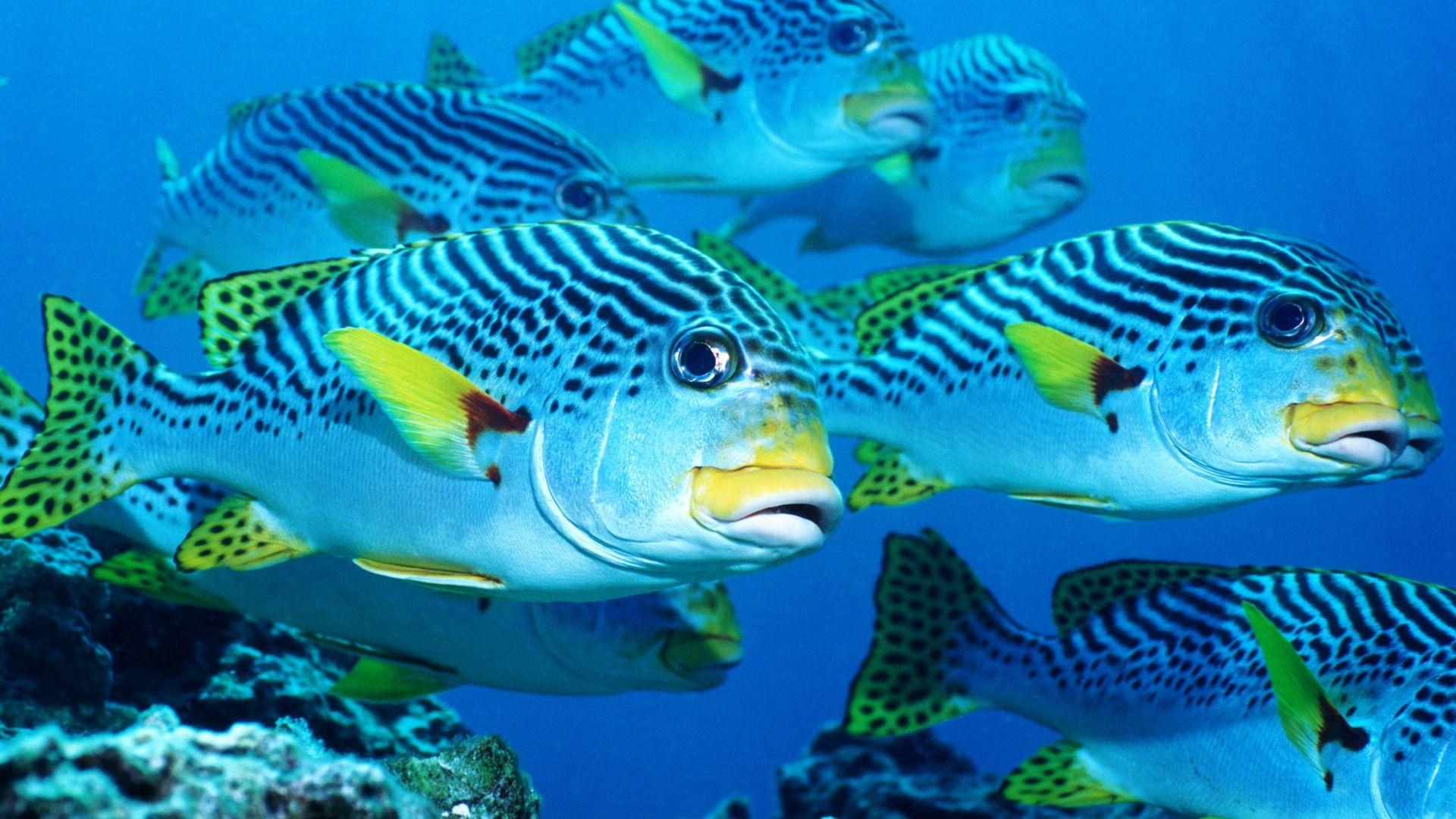1920x1080 Underwater World wallpaper Wallpaper Wallpaper 89783