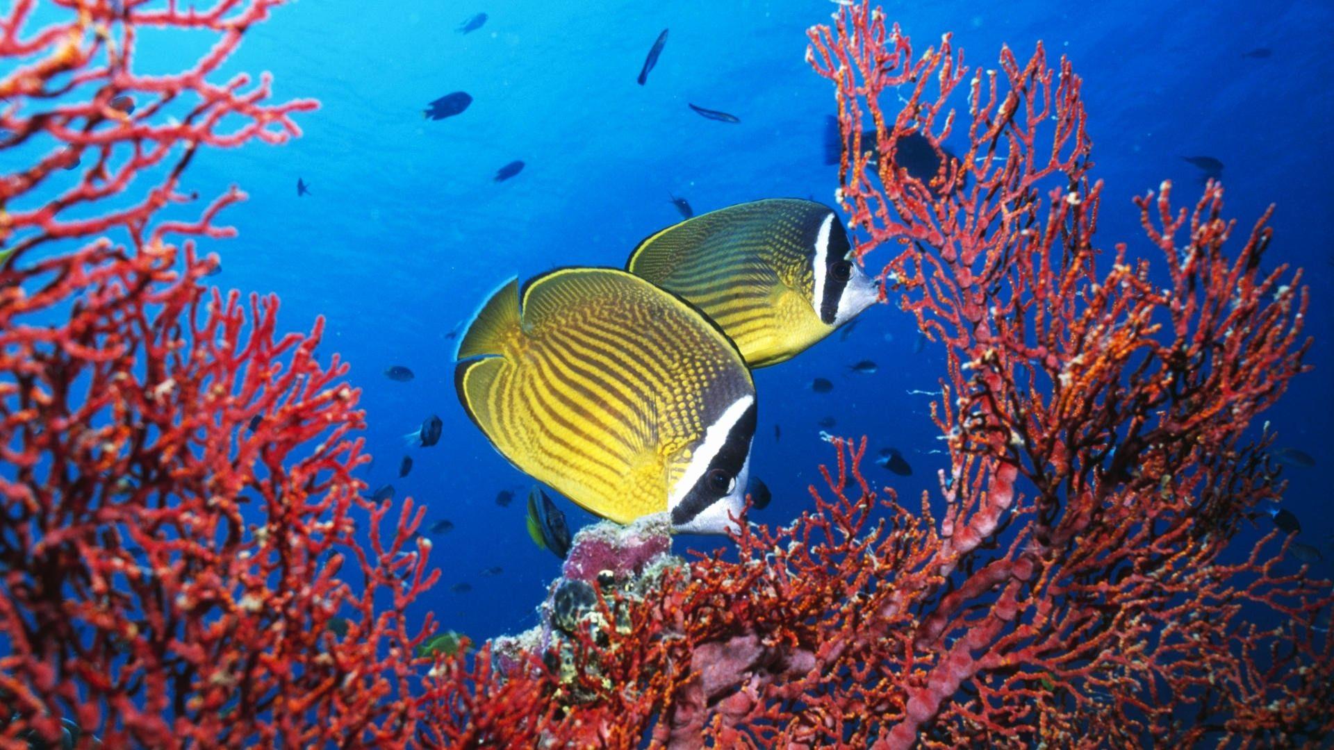1920x1080 Underwater Wallpaper Beautiful Underwater World Wallpaper HD