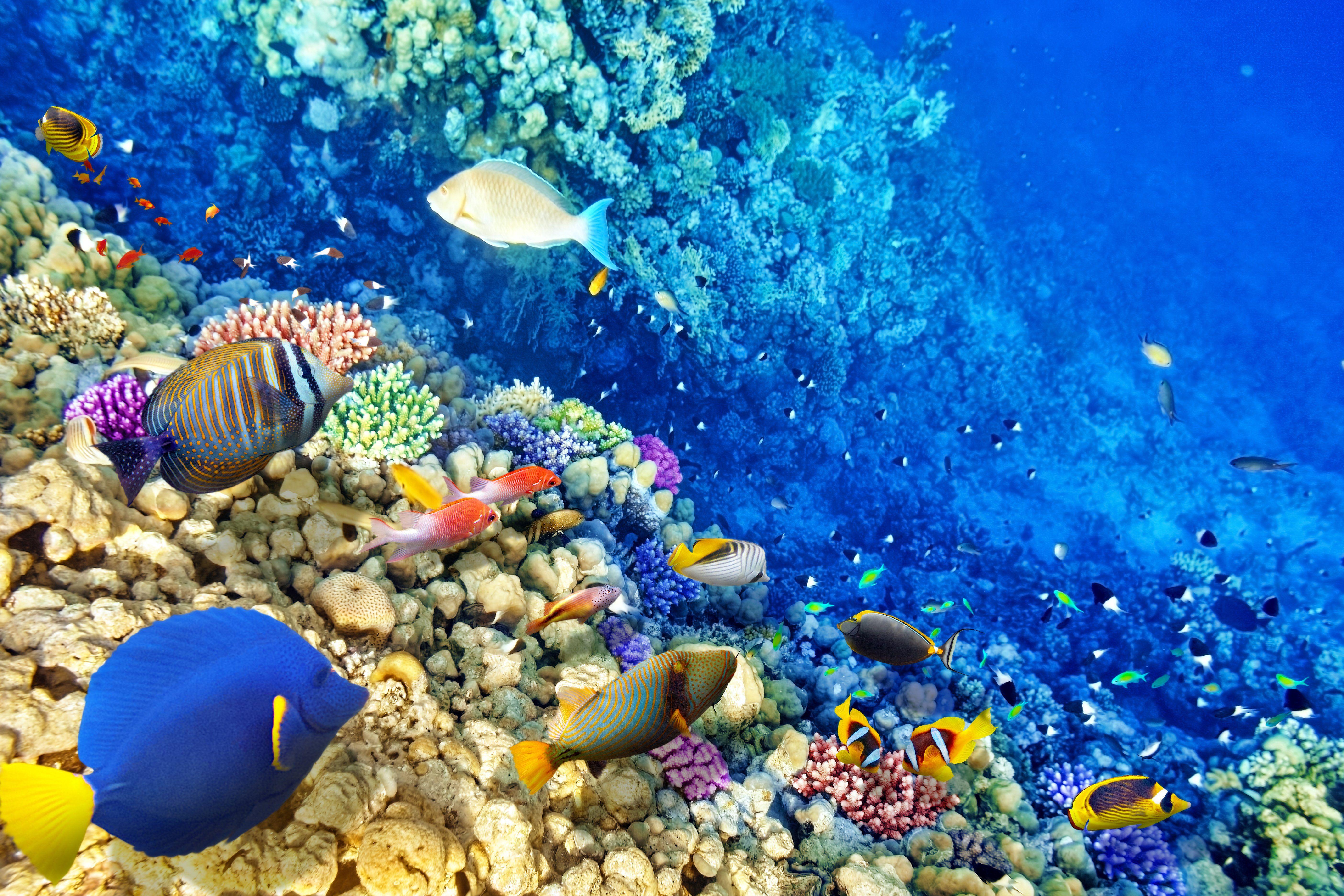 5616x3744 underwater, World, Fish, Corals, Stones, Animals, Wallpaper
