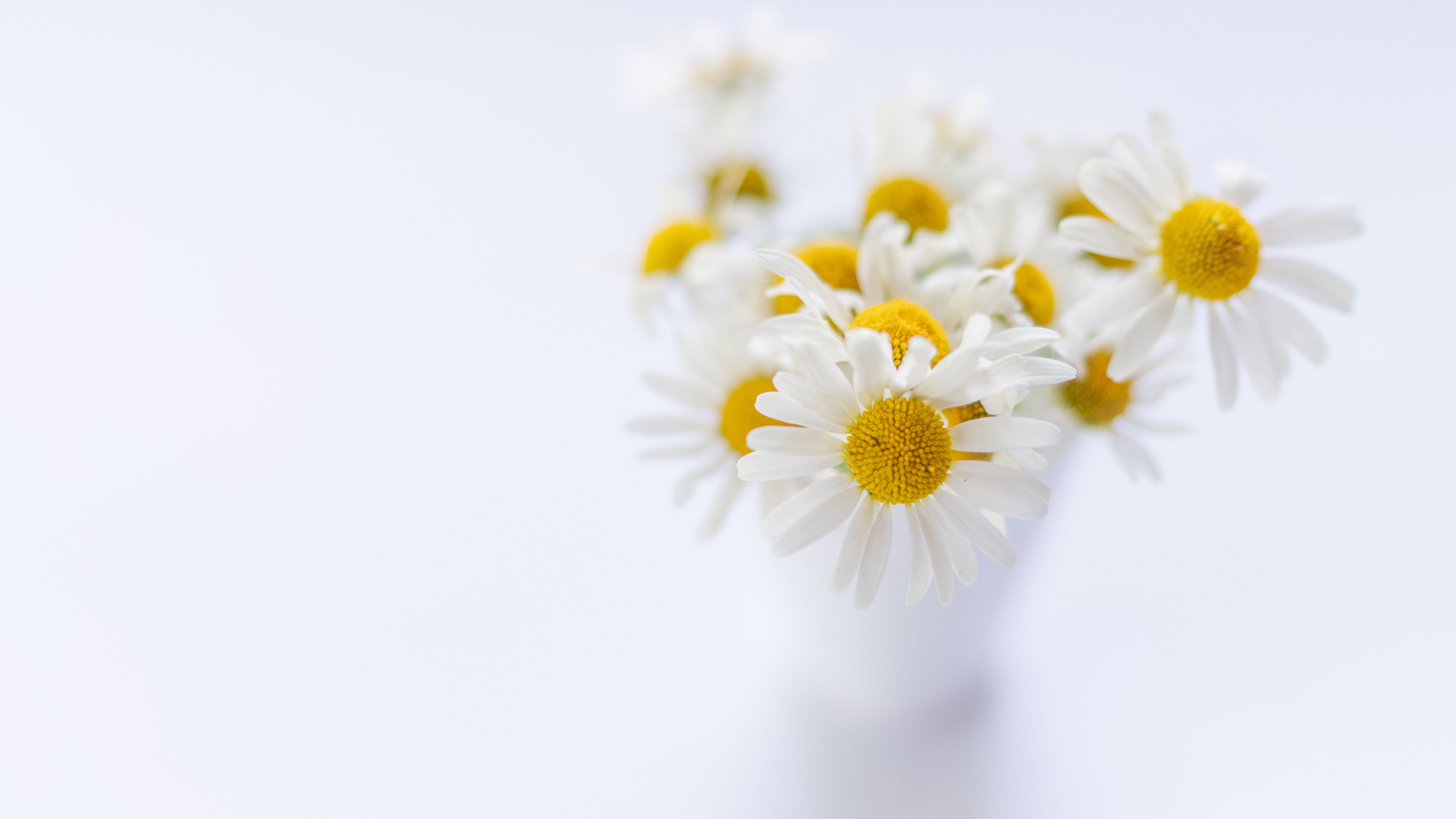 7680x4320 White Flower 4K 8K HD Wallpaper