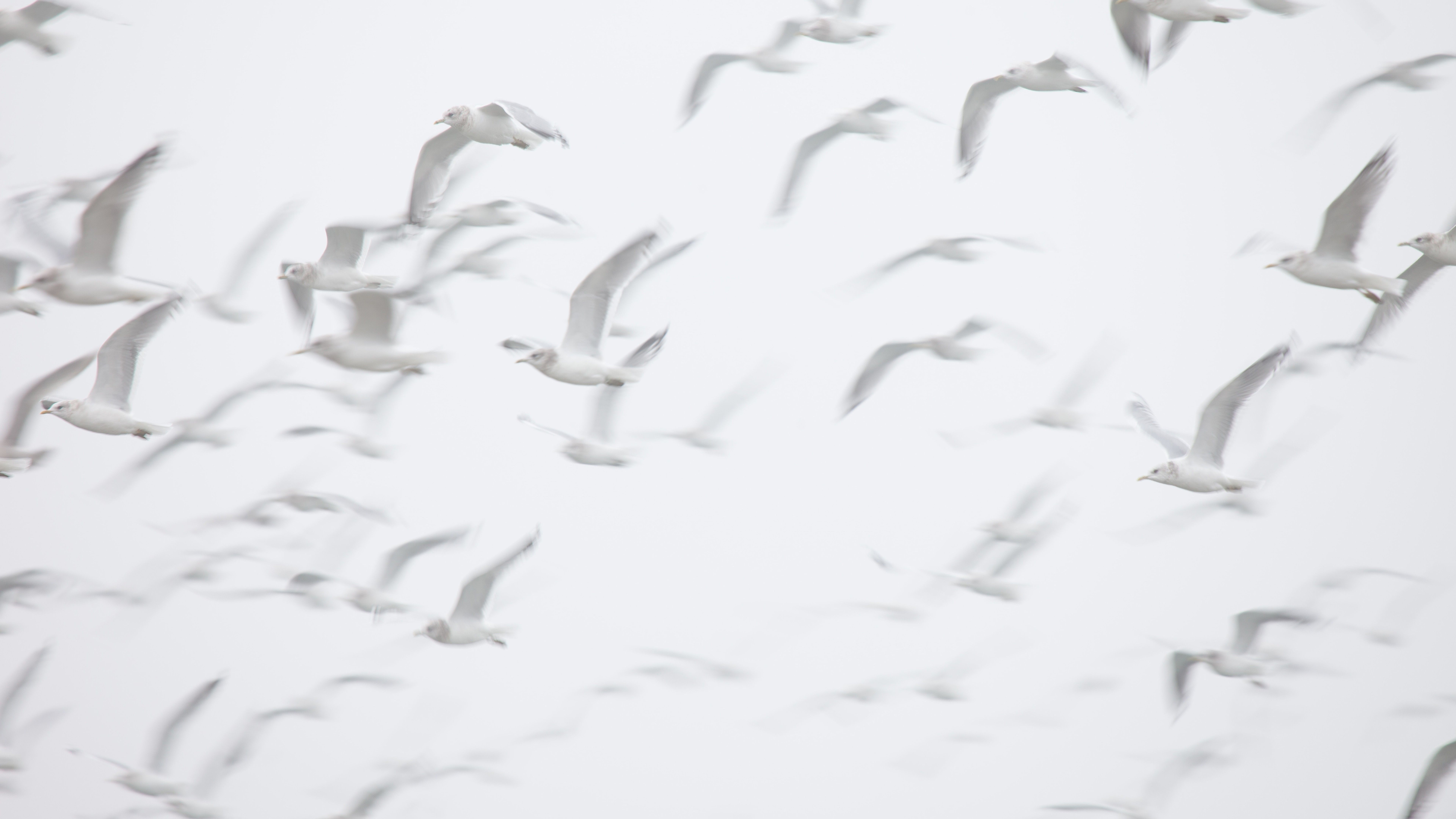 7680x4320 White Wallpaper 32 4K 8K HD White Wallpaper