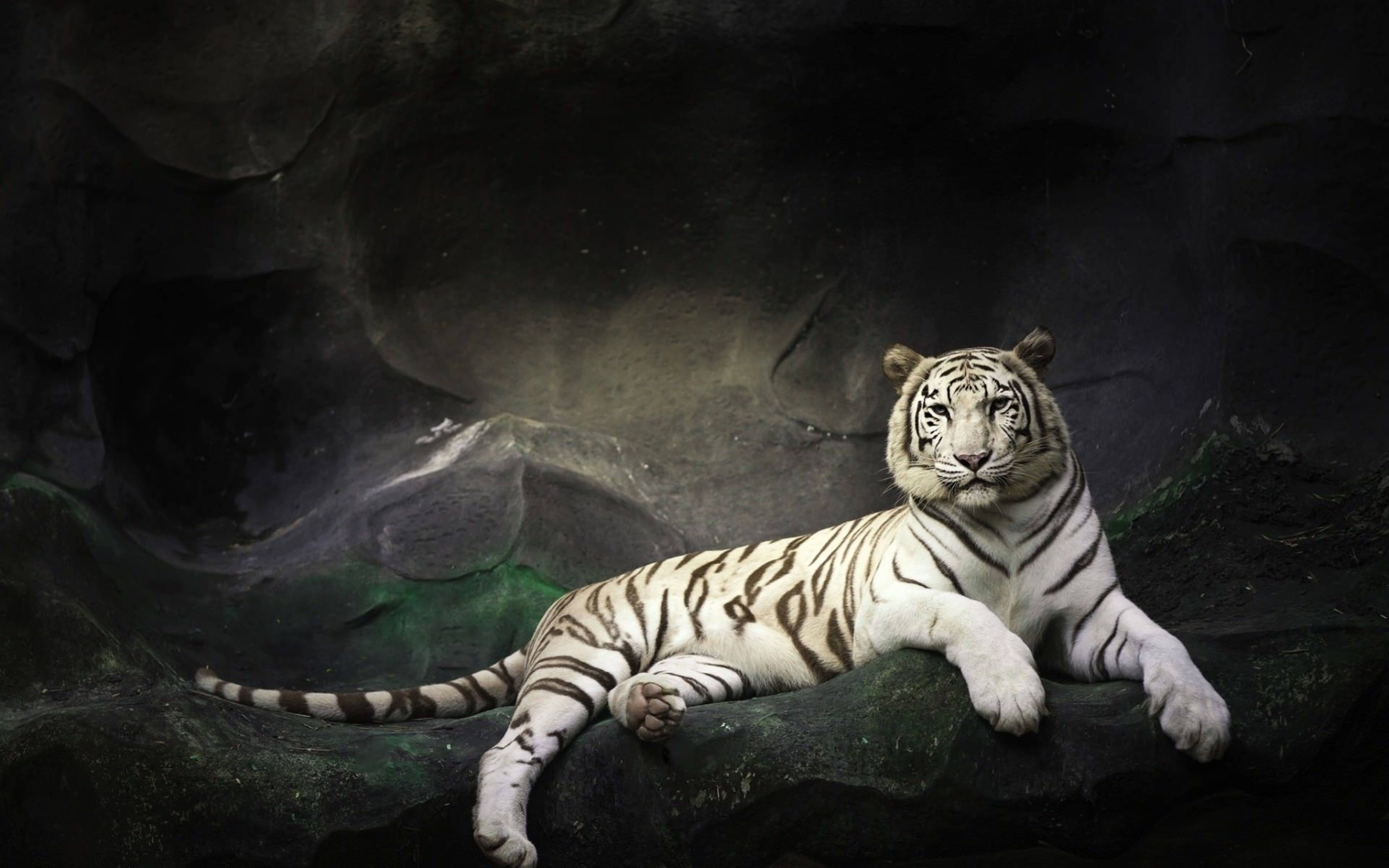 8400x5250 Download Majestic White 8k Tiger Uhd Wallpaper