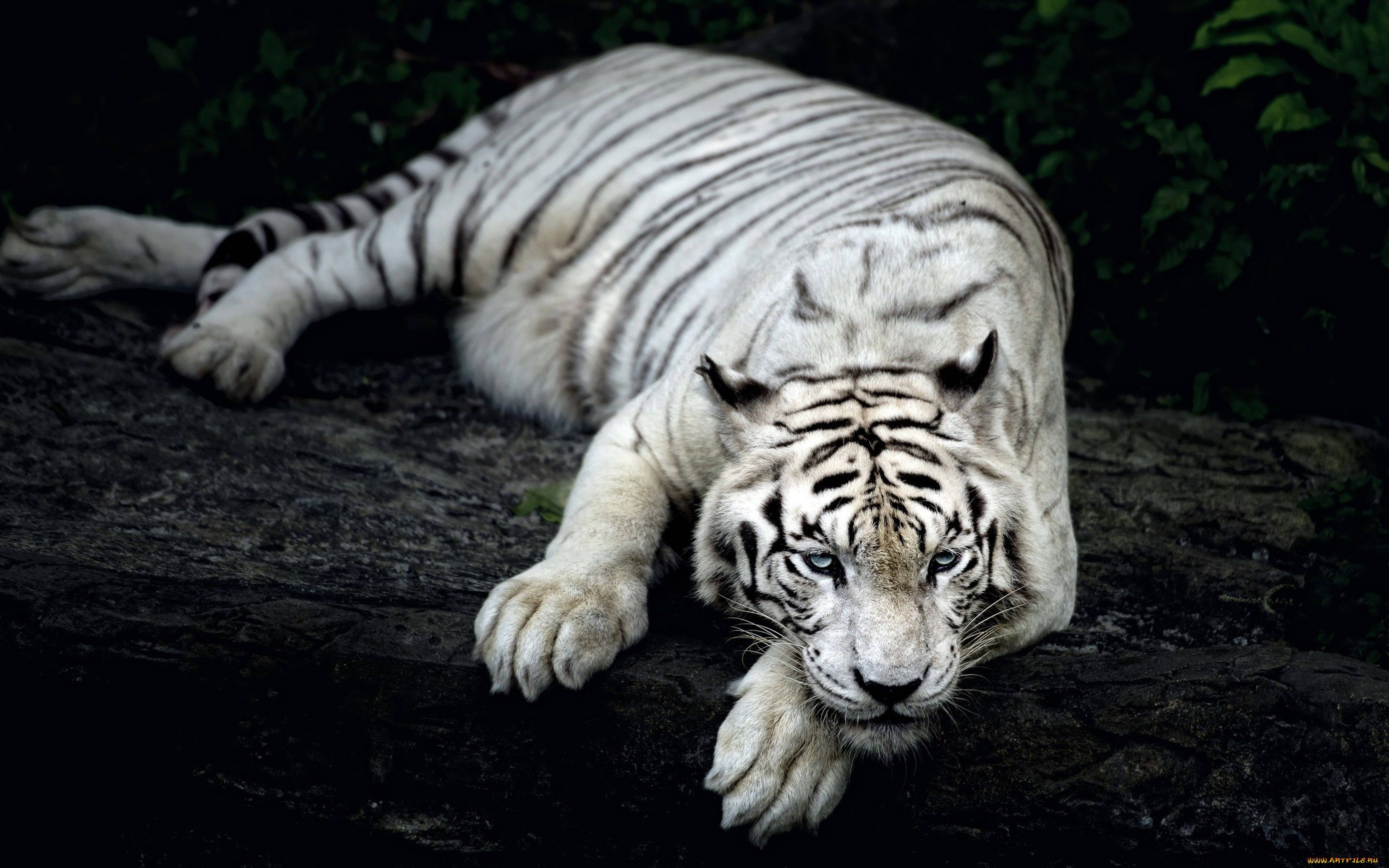 8400x5250 Download 8K Tiger UHD Ghost White Tiger Wallpaper