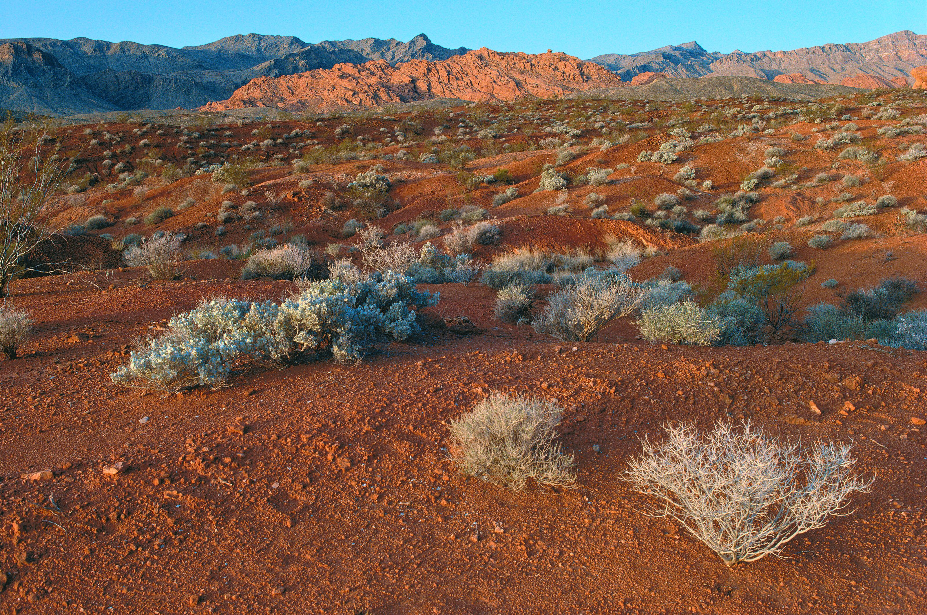 3200x2121 Mojave Desert, Valley of Fire State Park, Nevada Wall Mural