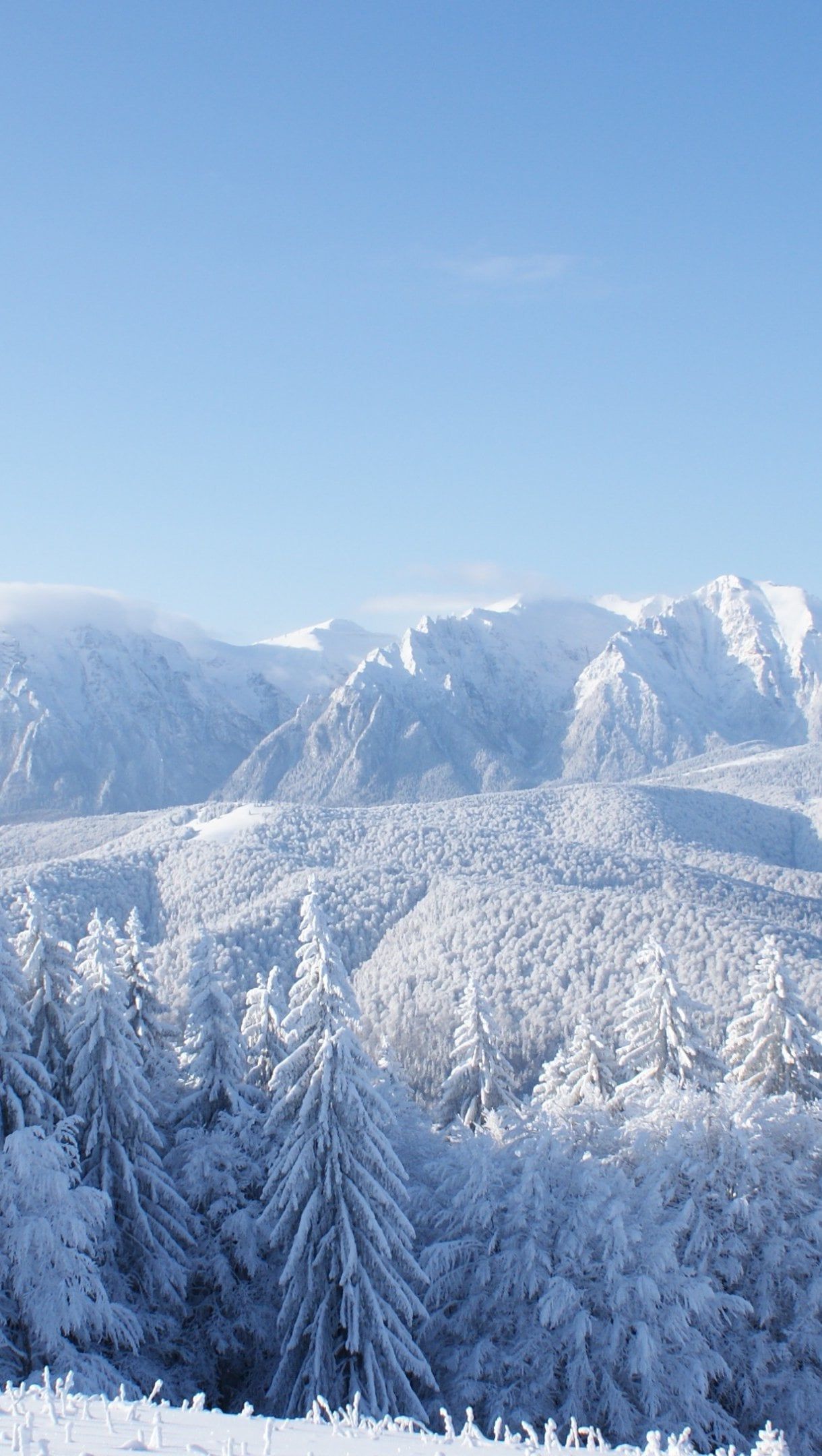 1220x2160 Mountain with Snowy Pines Wallpaper 4K for iPhone and Mobile Phone