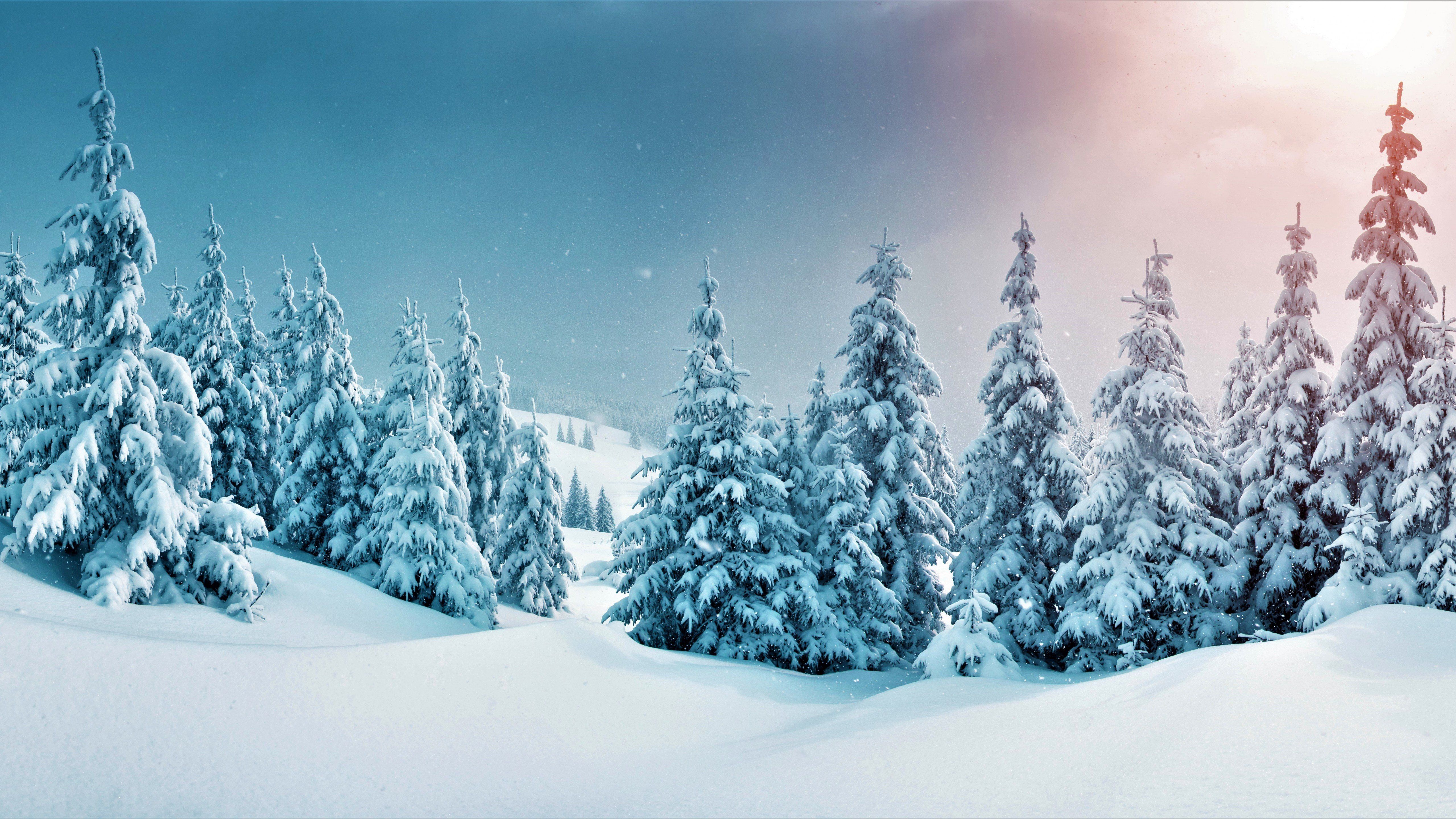 5120x2880 Pine trees in snowy forest Wallpaper 4K for Desktop