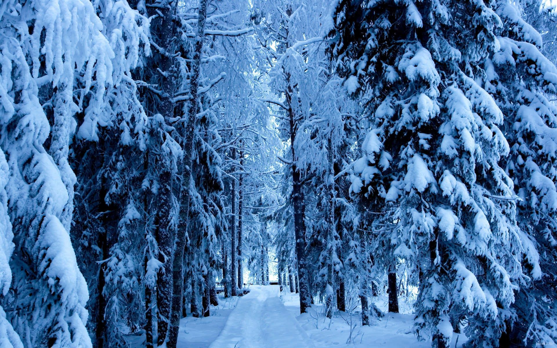 1920x1200 Snowy Forest Background