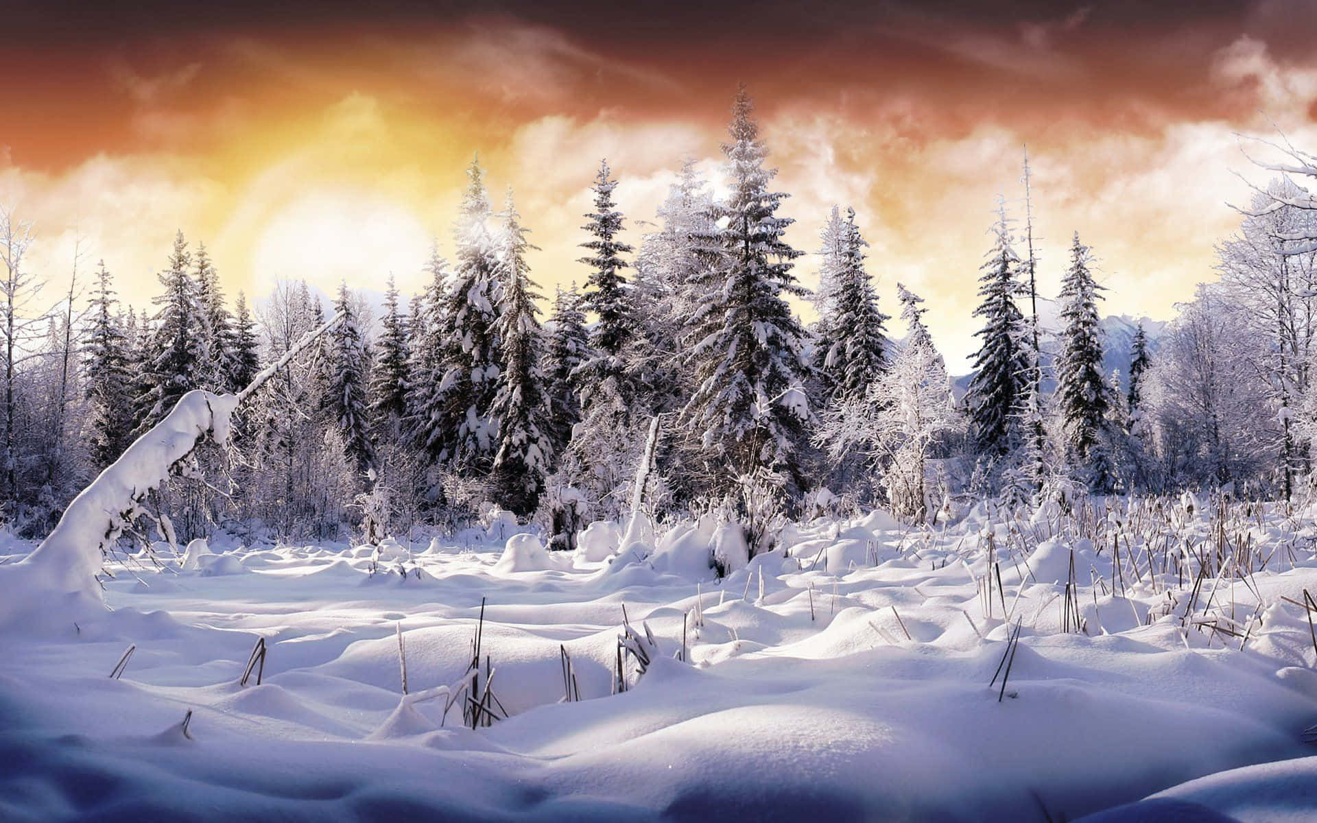 1920x1200 Download HD Winter Background Snowy Landscape Illustration