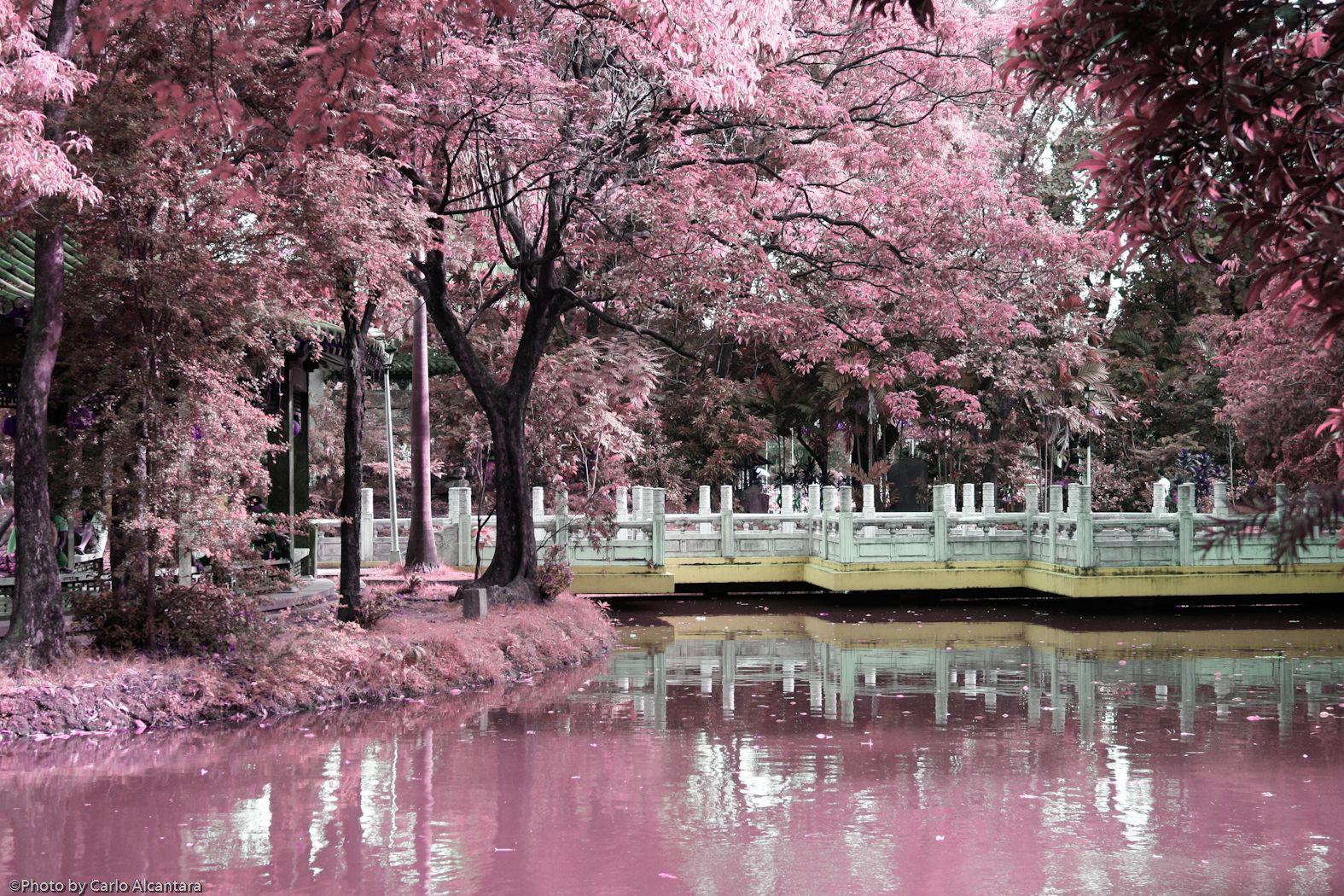 1575x1050 Chinese Spring Wallpaper