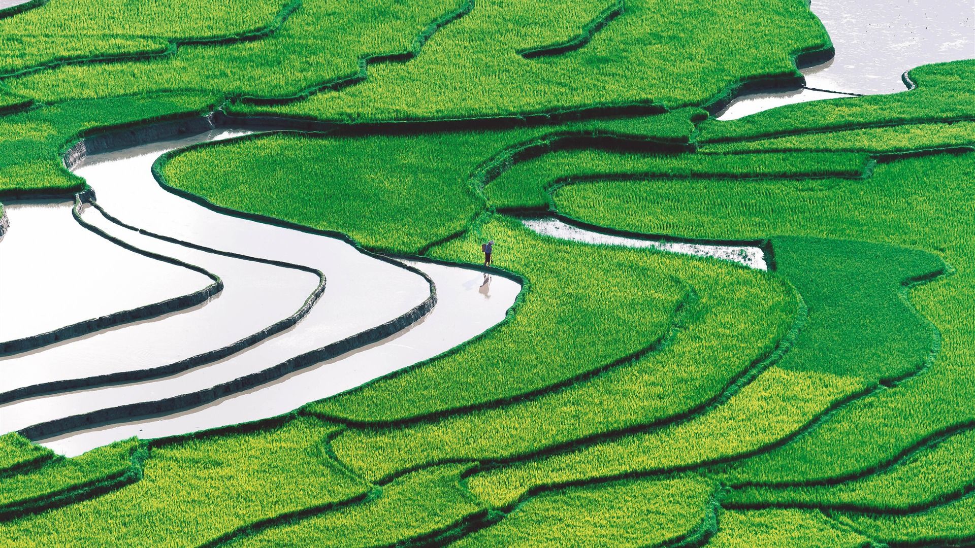 1920x1080 China spring terraced fields rice nature scenery