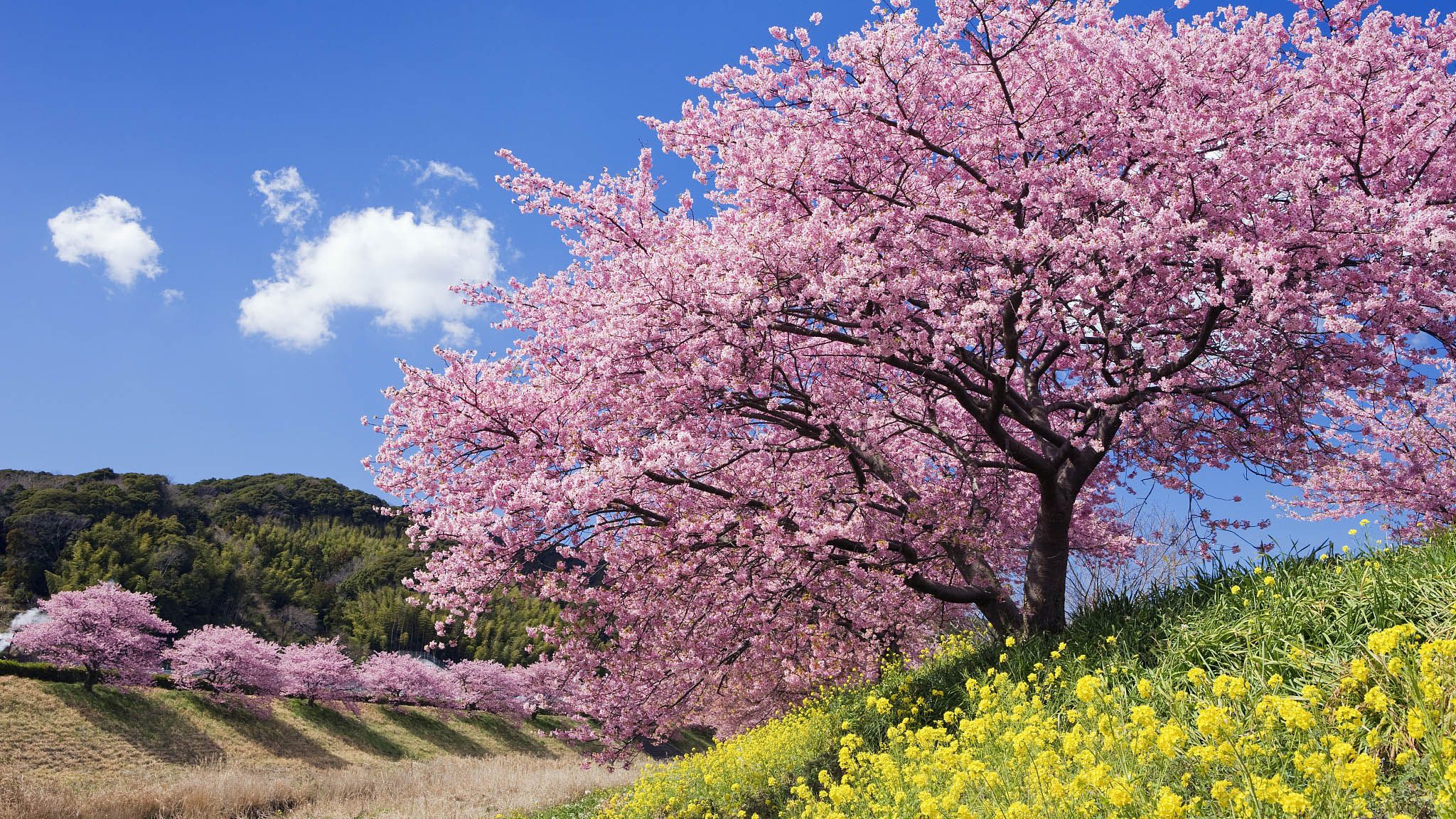 2048x1152 Spring brings beautiful scenes to cities across China