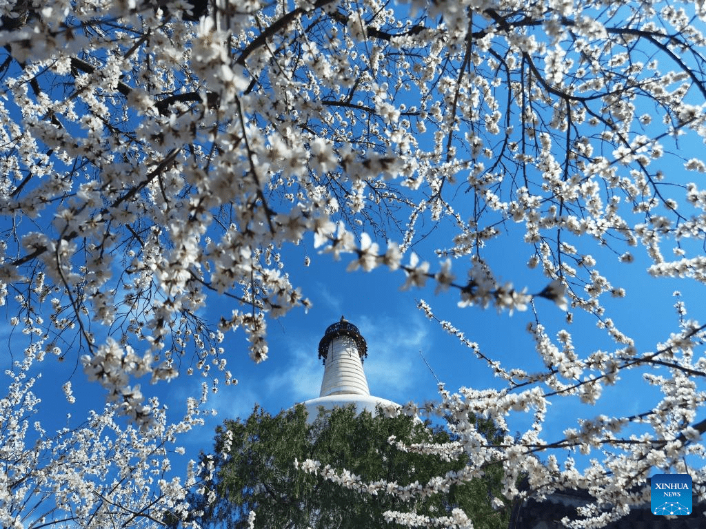1024x768 Spring scenery across China's Daily Online