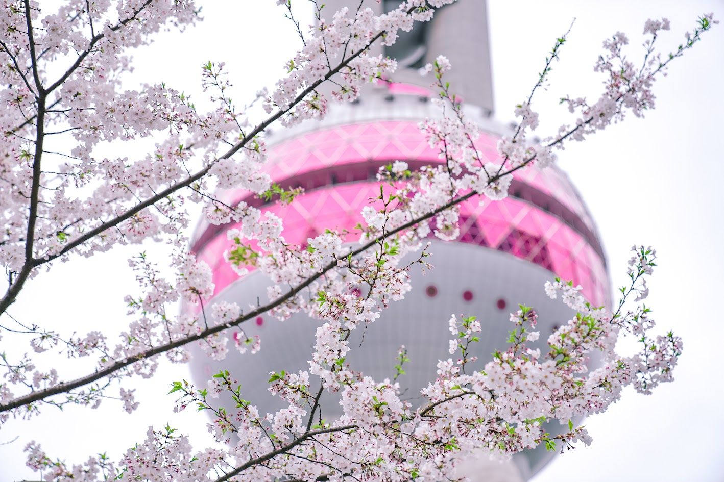 1418x945 Explore 5 unmissable spring festivals when traveling to China