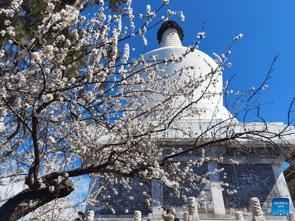 1024x768 Spring scenery across China's Daily Online