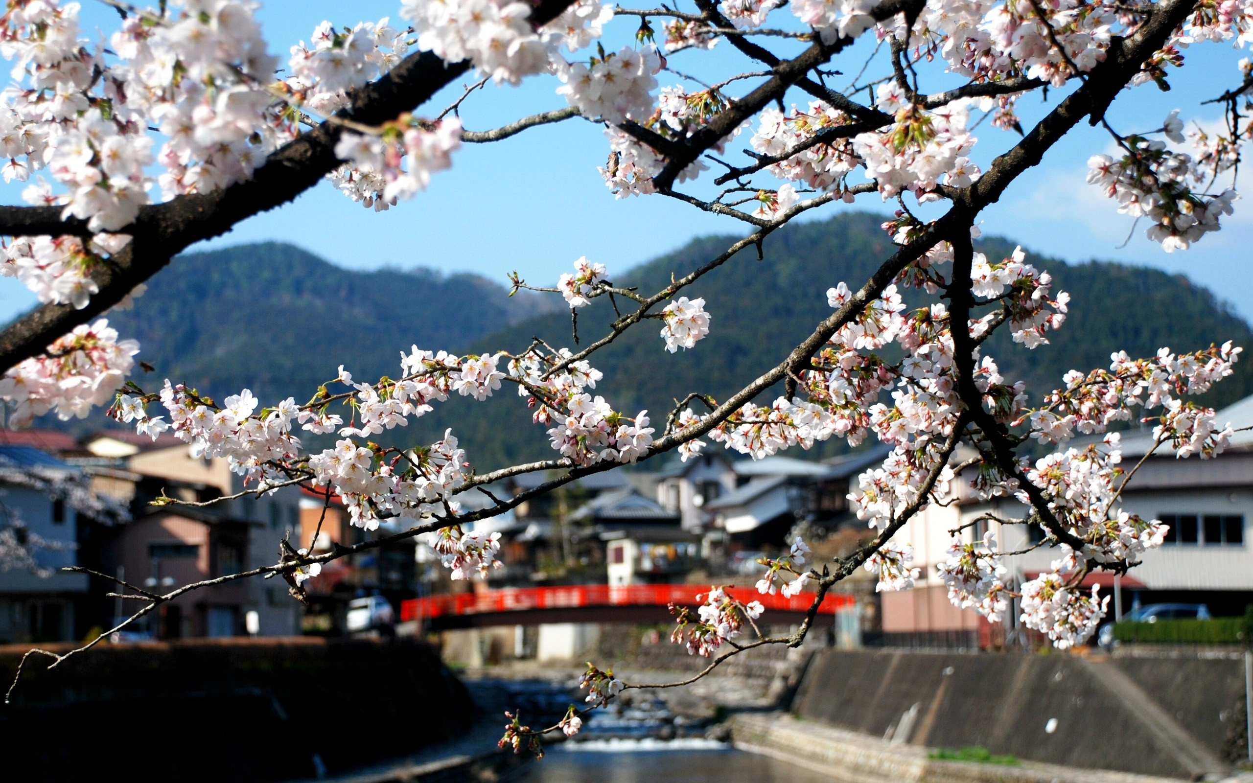 2560x1600 china, flowers, branch Wallpaper, HD Nature 4K Wallpaper, Image and Background