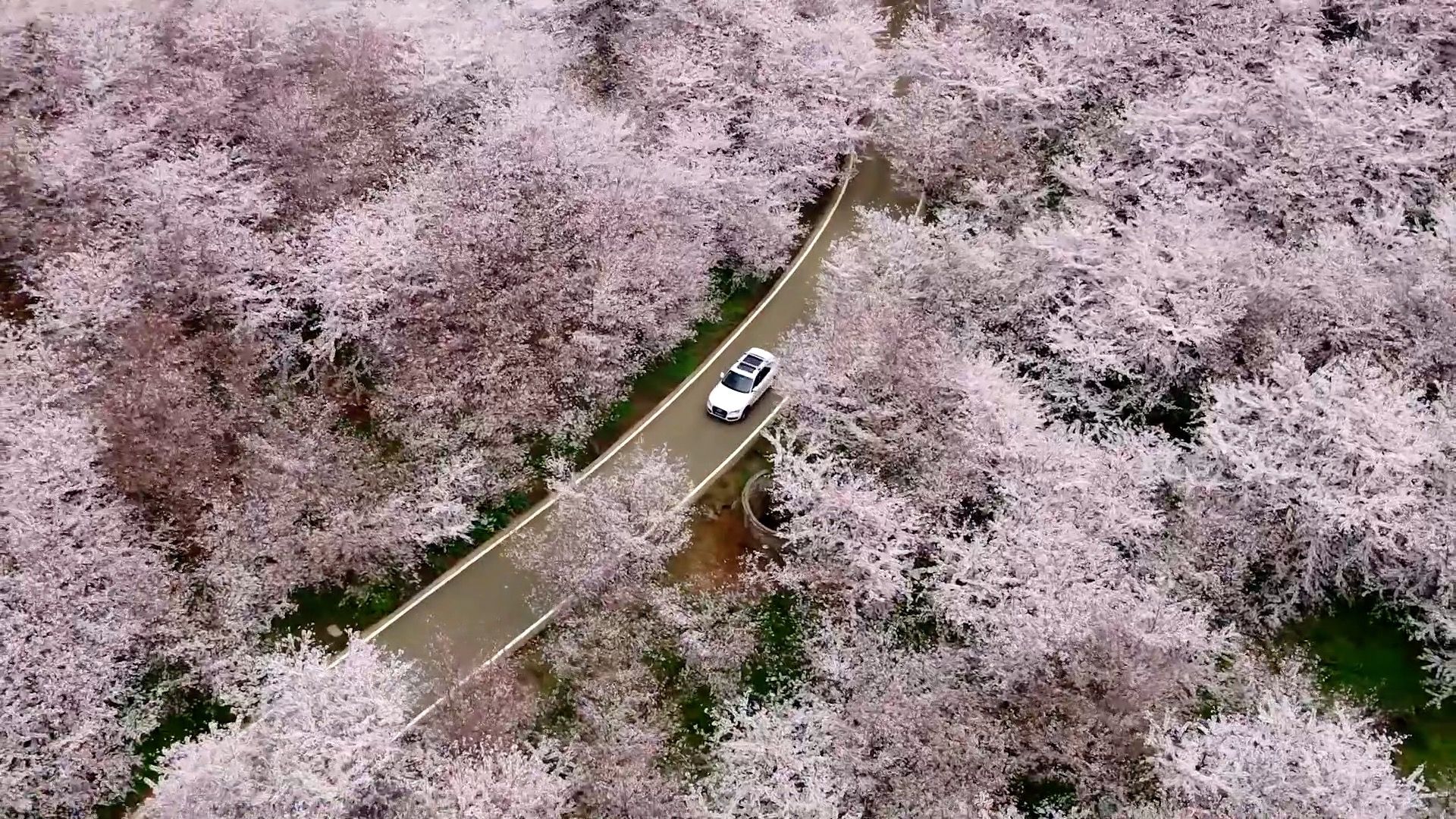 1920x1080 Colorful flowers in full bloom in China herald early spring arrival
