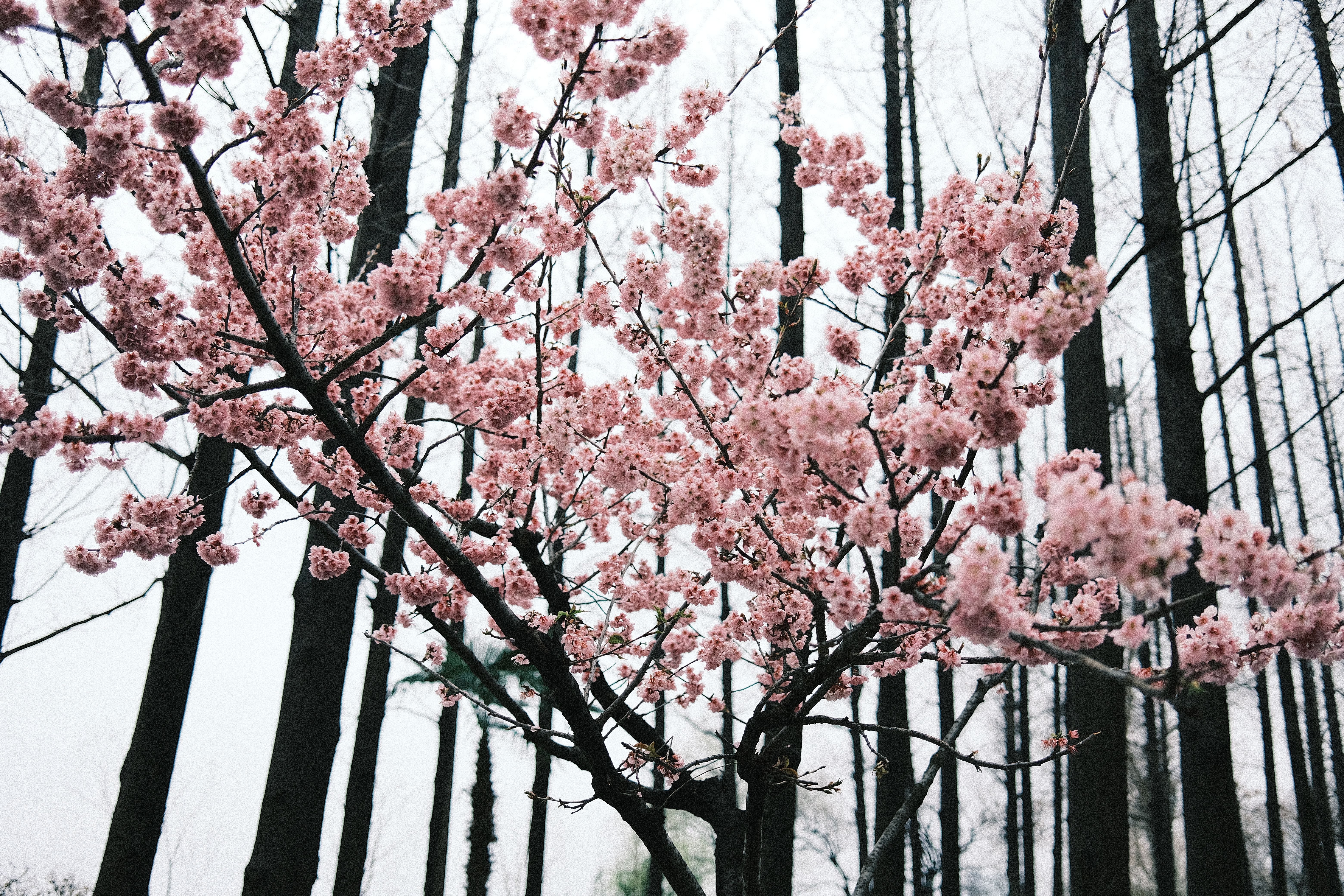 6240x4160 China Flora Photo, Download The BEST Free China Flora & HD Image
