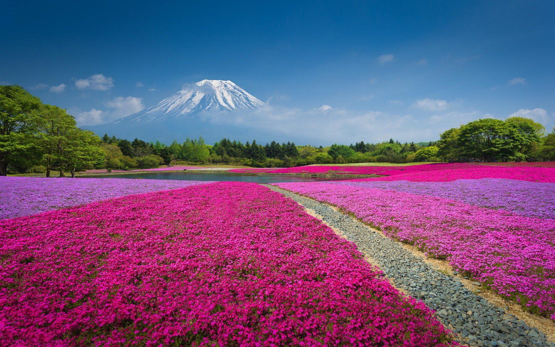 1920x1200 Spring Bliss at Mount Fuji HD Wallpaperx1200
