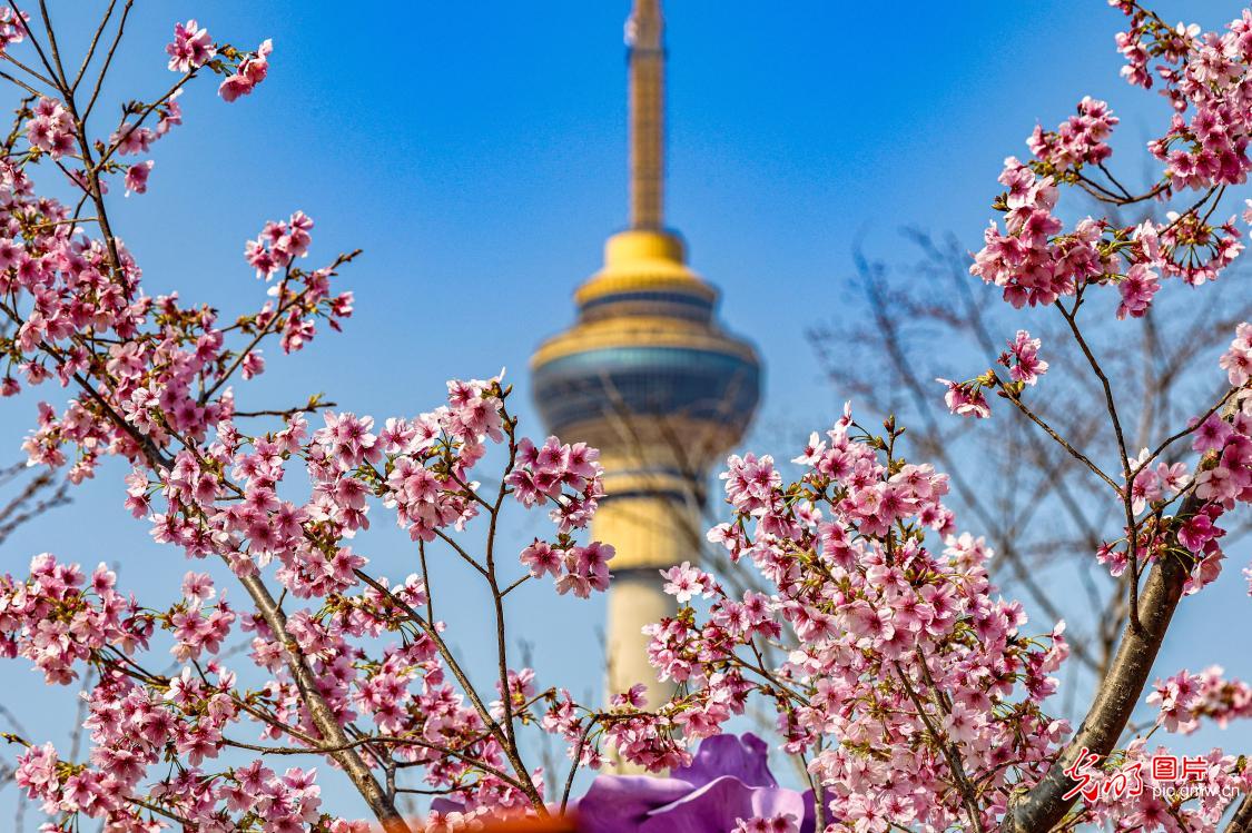 1125x749 Cherry blossoms fill Yuyuantan Park with spring splendor _Guangming Online