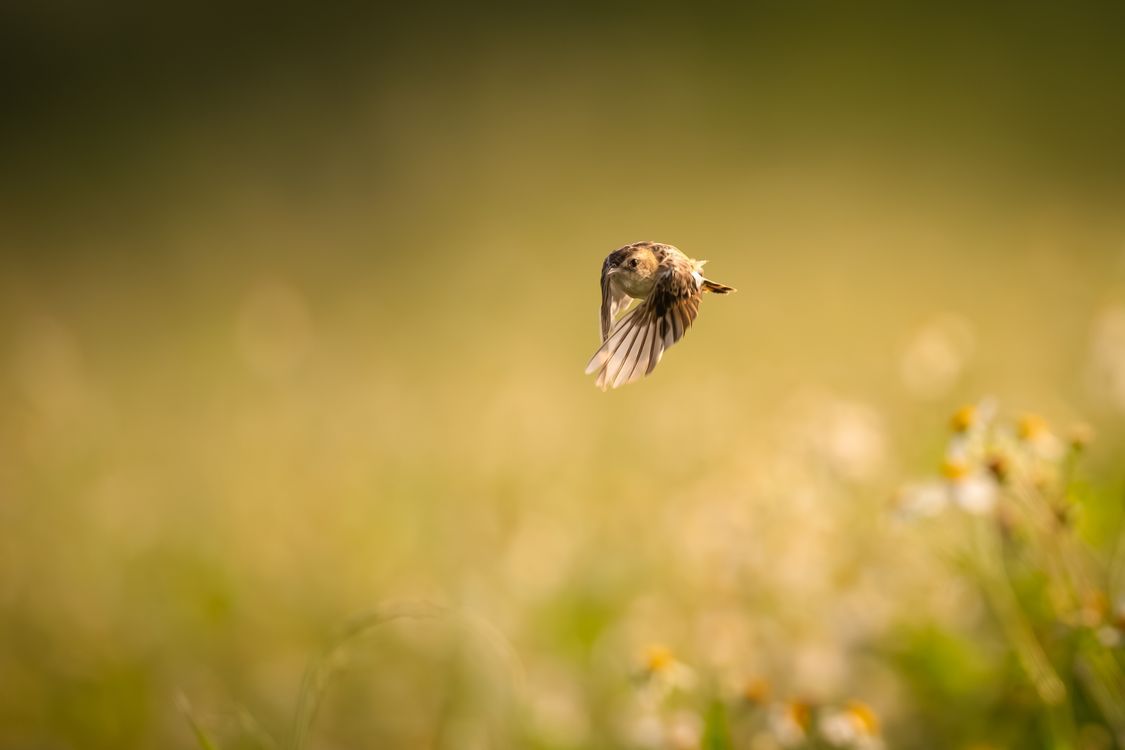 1125x750 Sparrow in Flight Over Blossoming Field in Guangzhou · Free